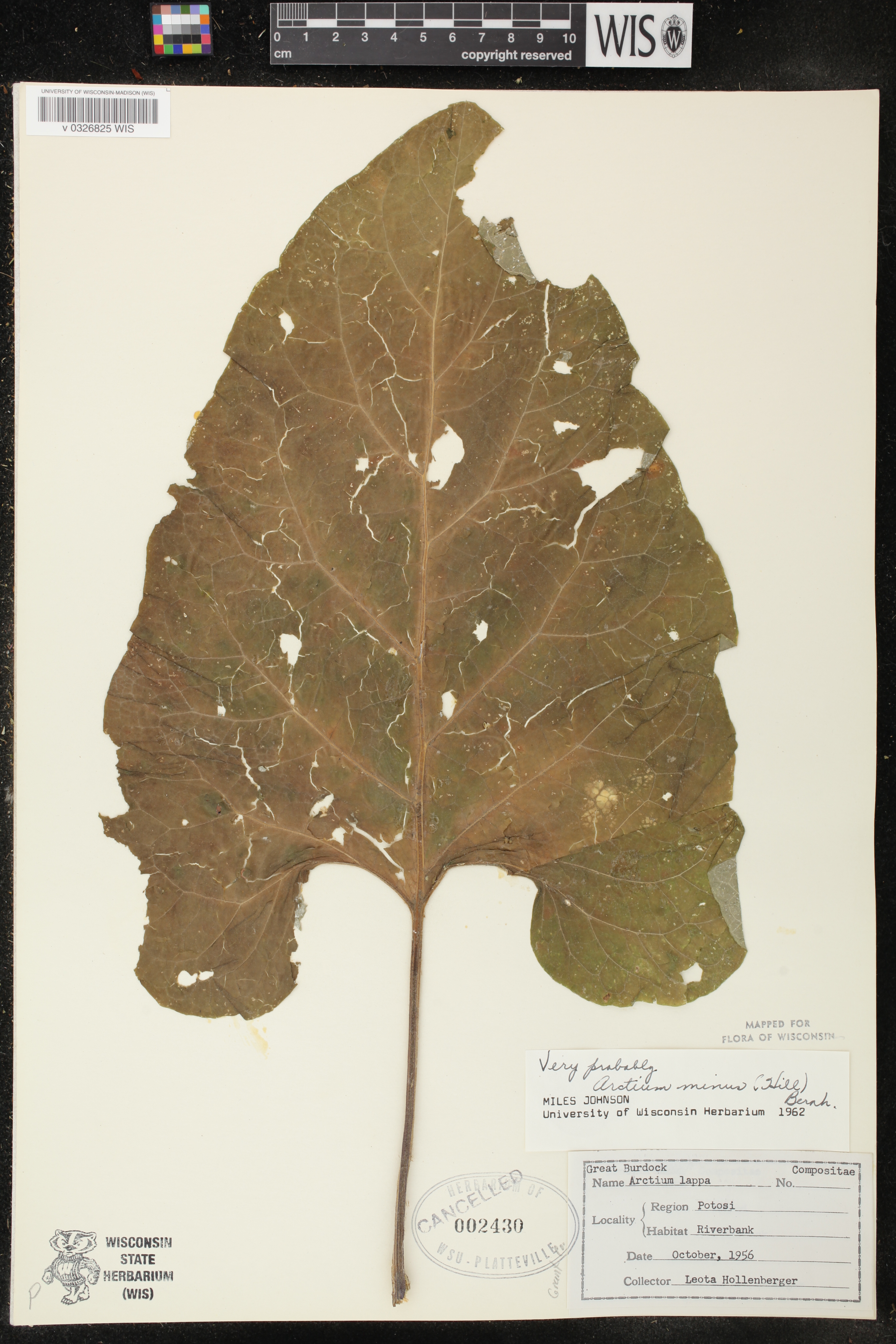 Arctium minus image
