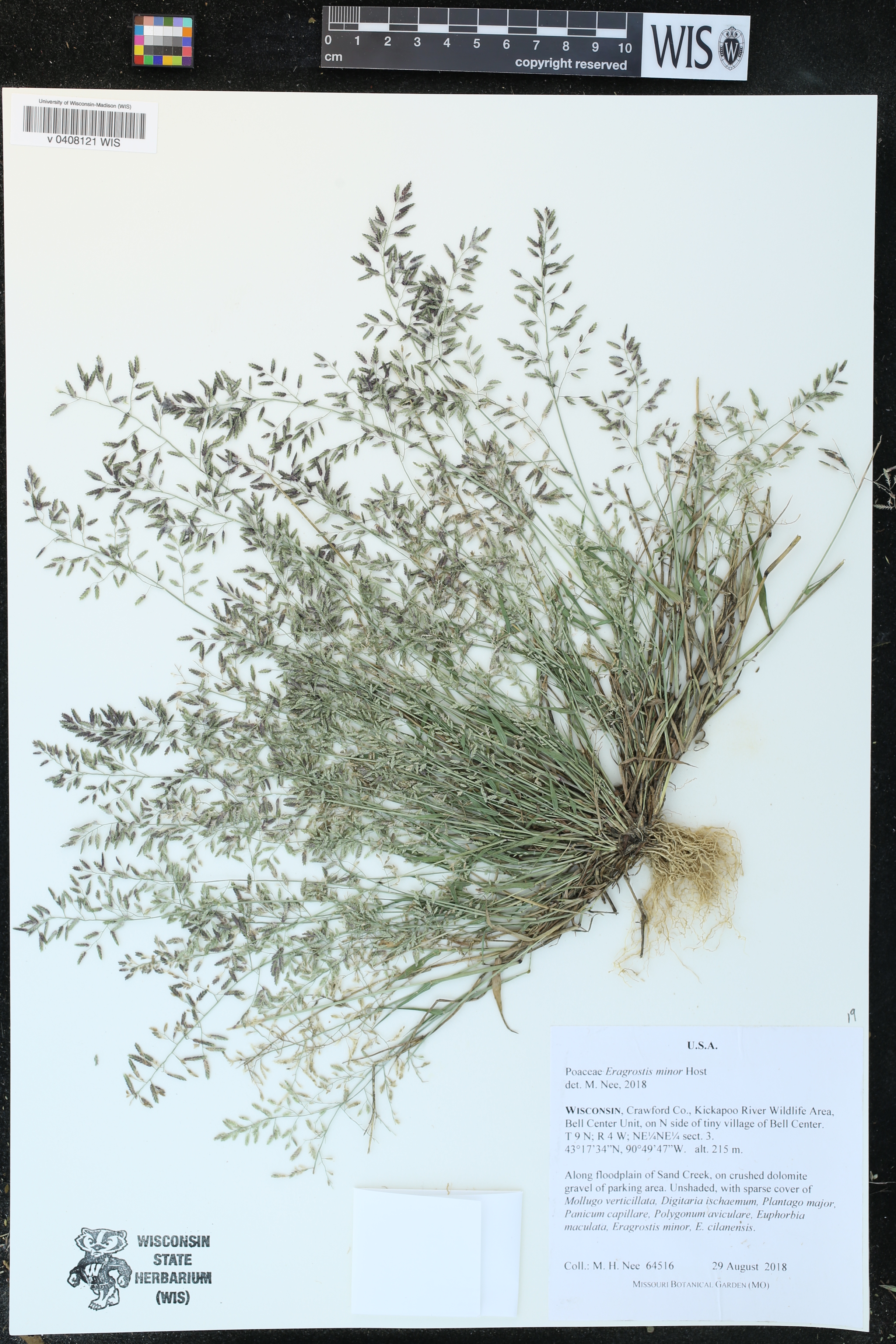 Eragrostis minor image