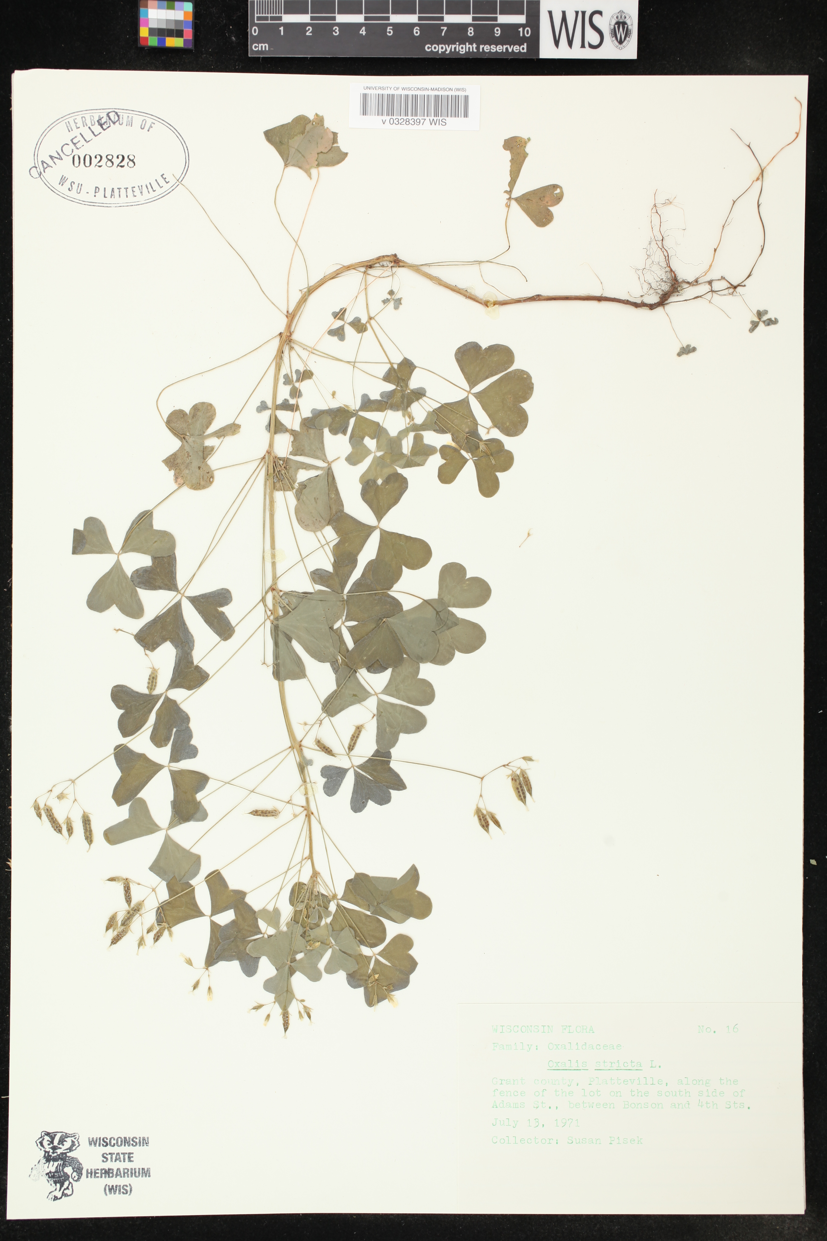 Oxalis stricta image