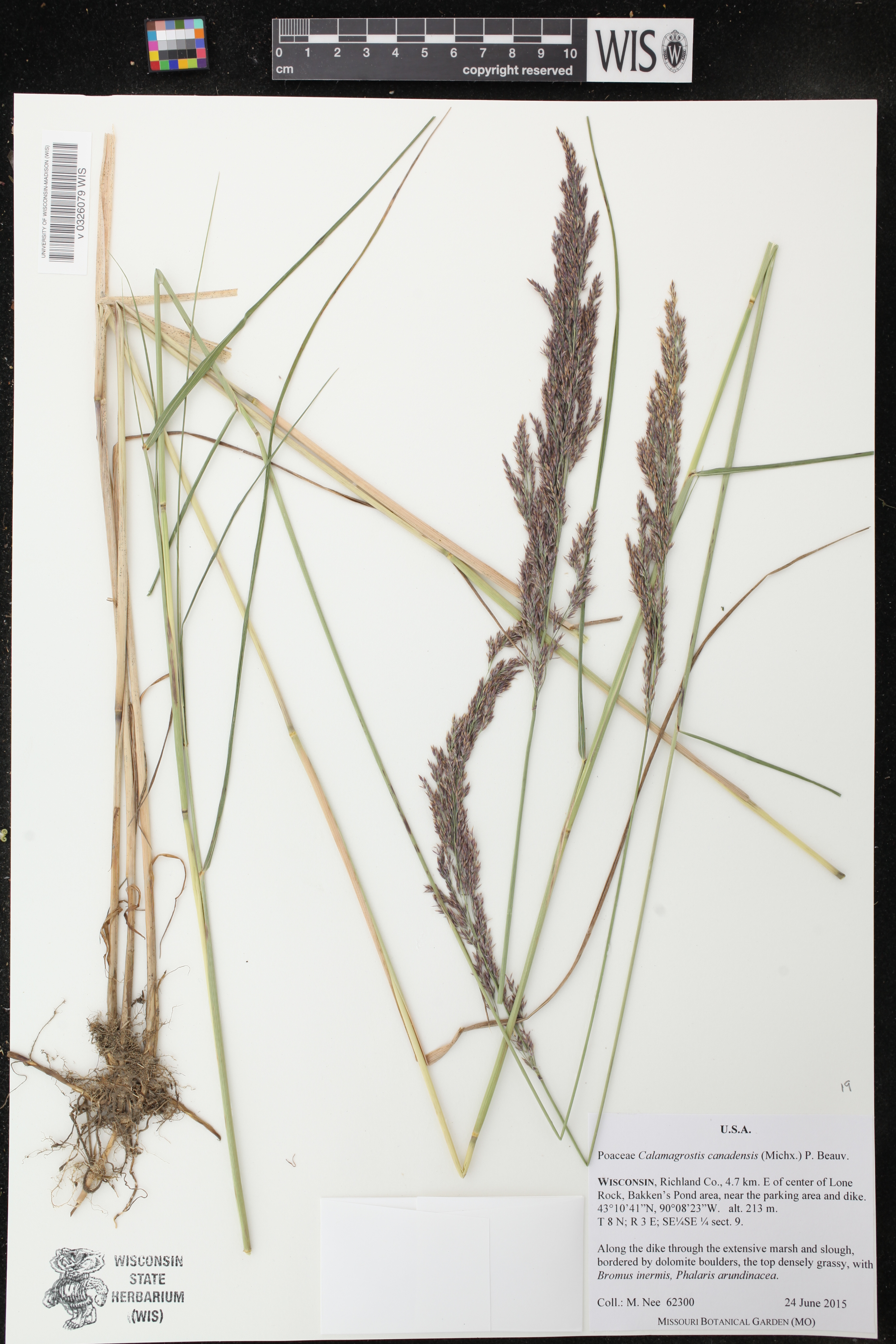 Calamagrostis canadensis image