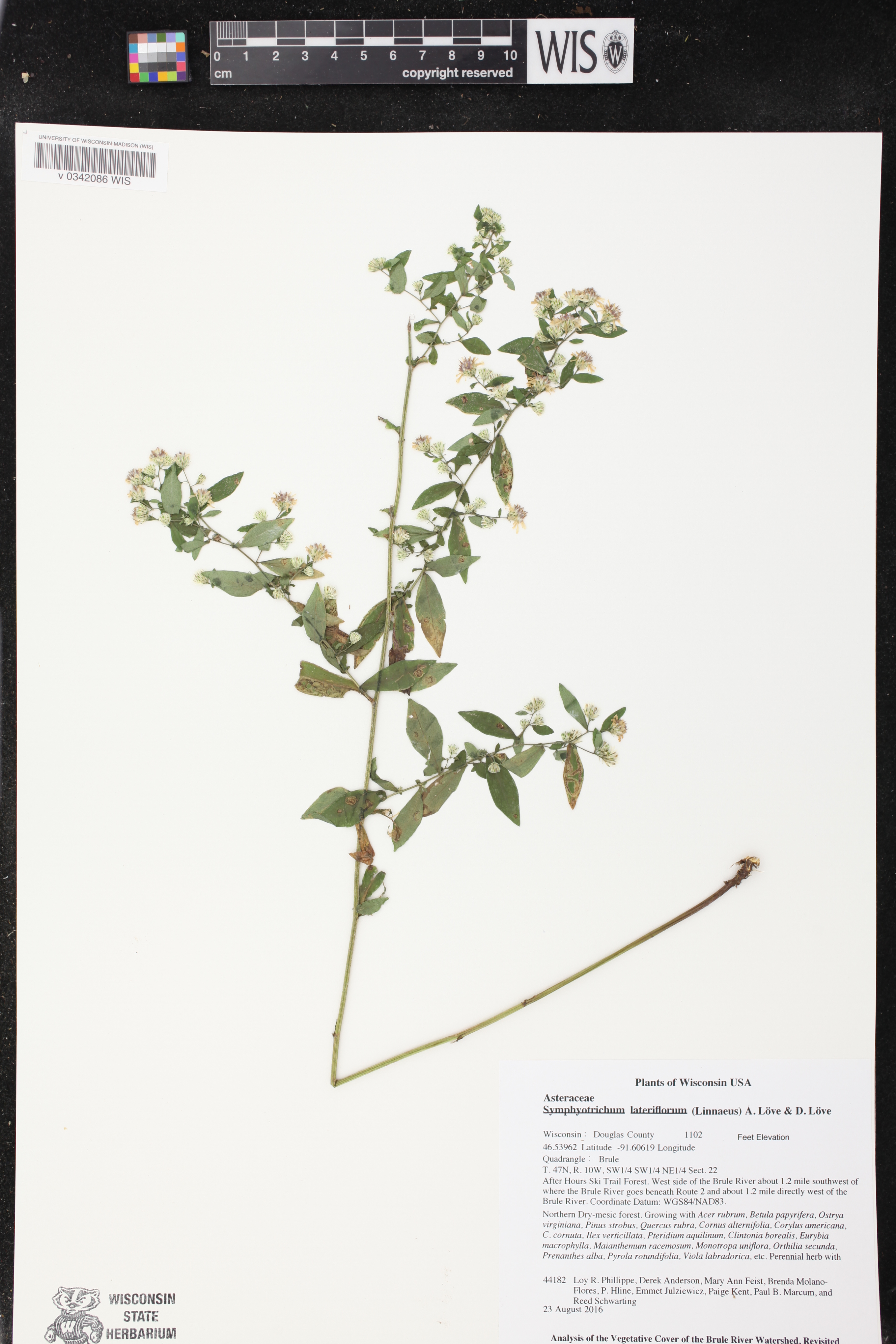 Symphyotrichum lateriflorum image