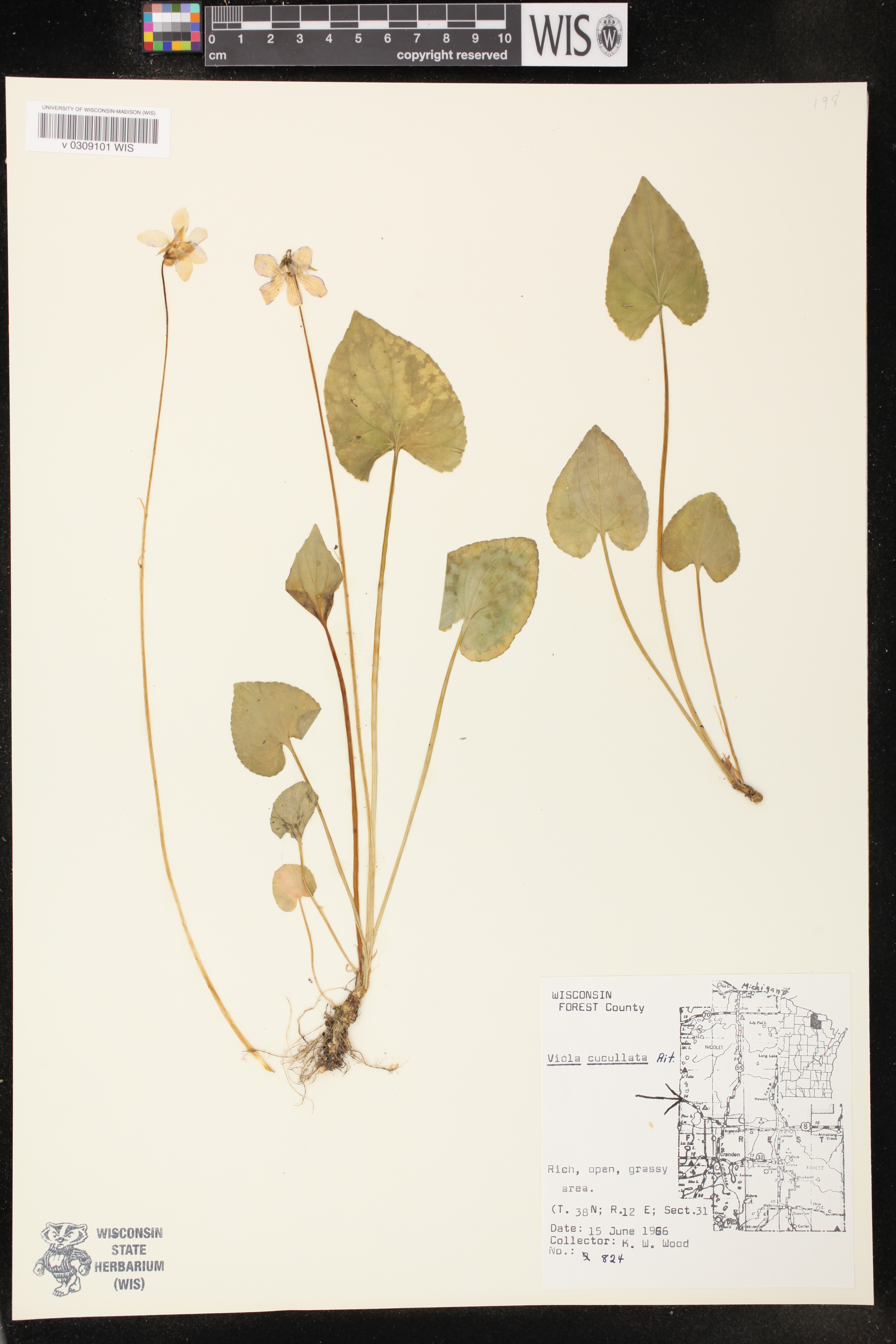 Viola cucullata image