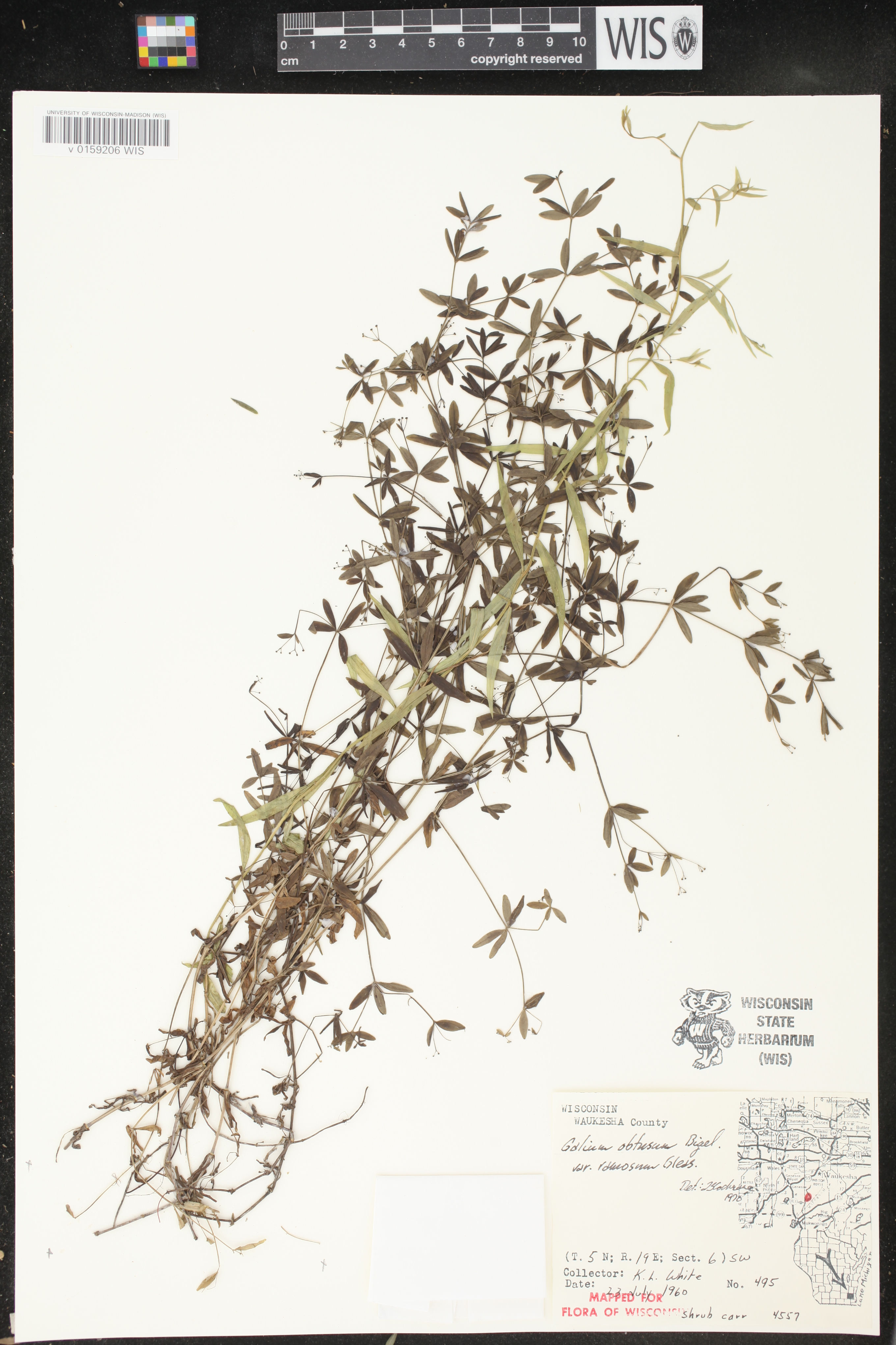 Galium obtusum subsp. obtusum image