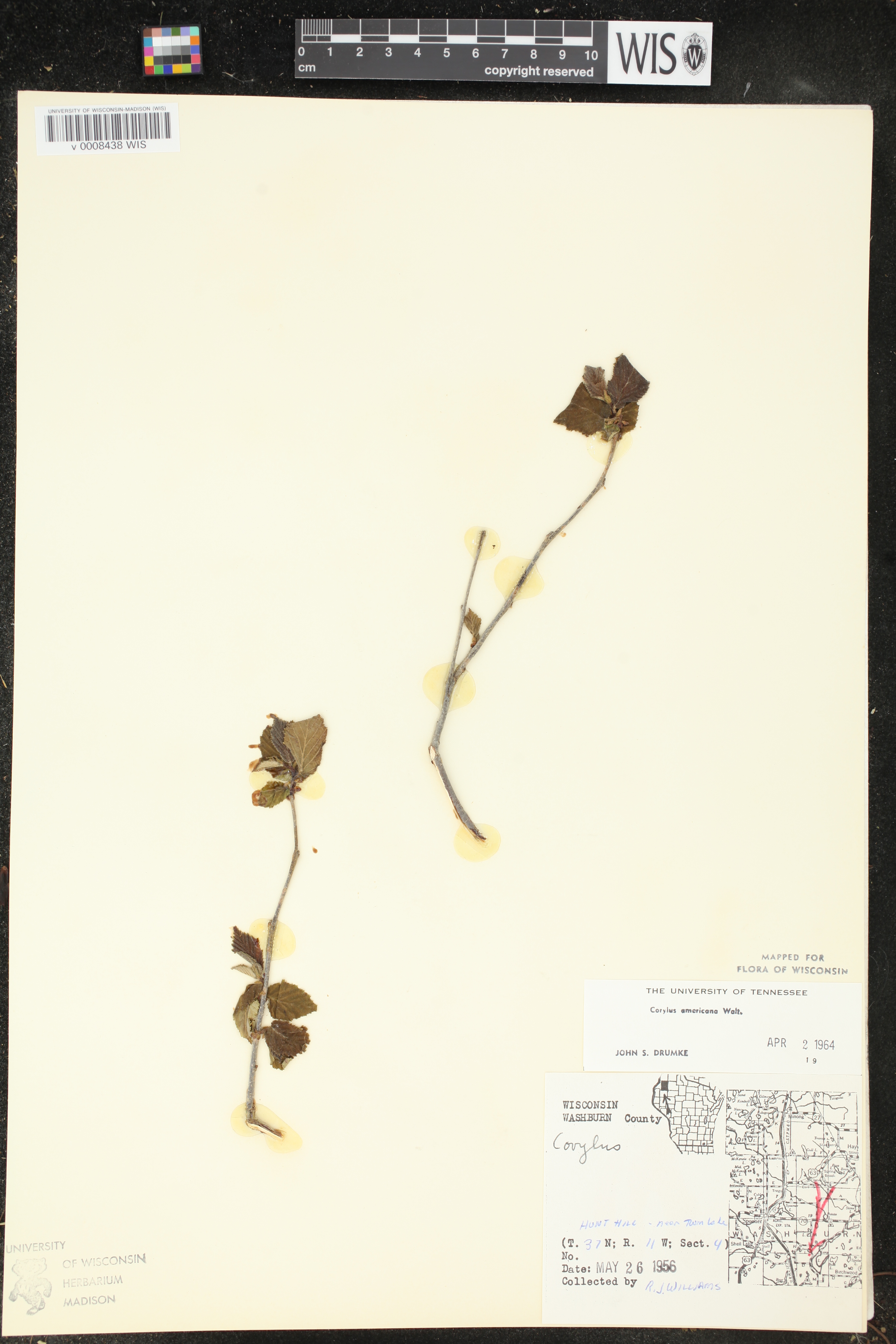 Corylus americana image