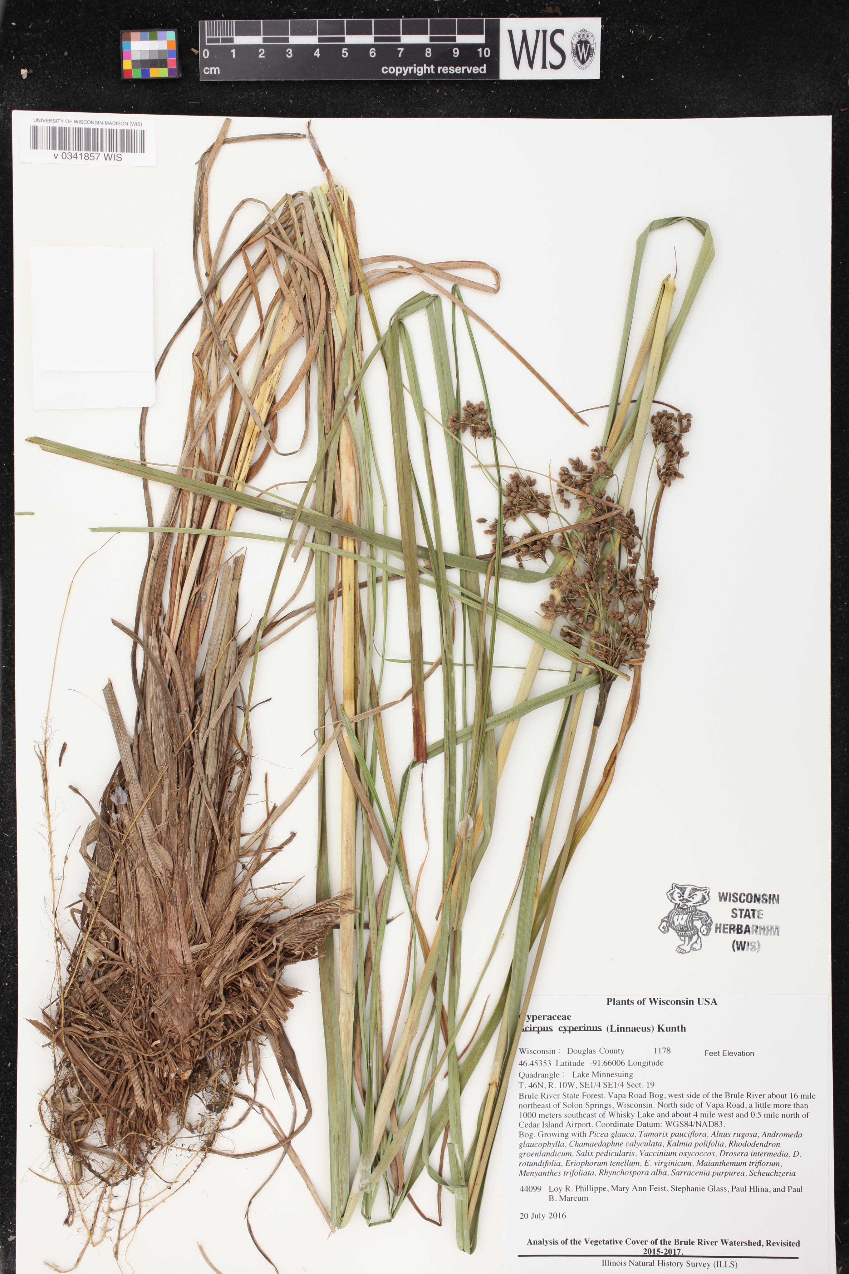 Scirpus cyperinus image