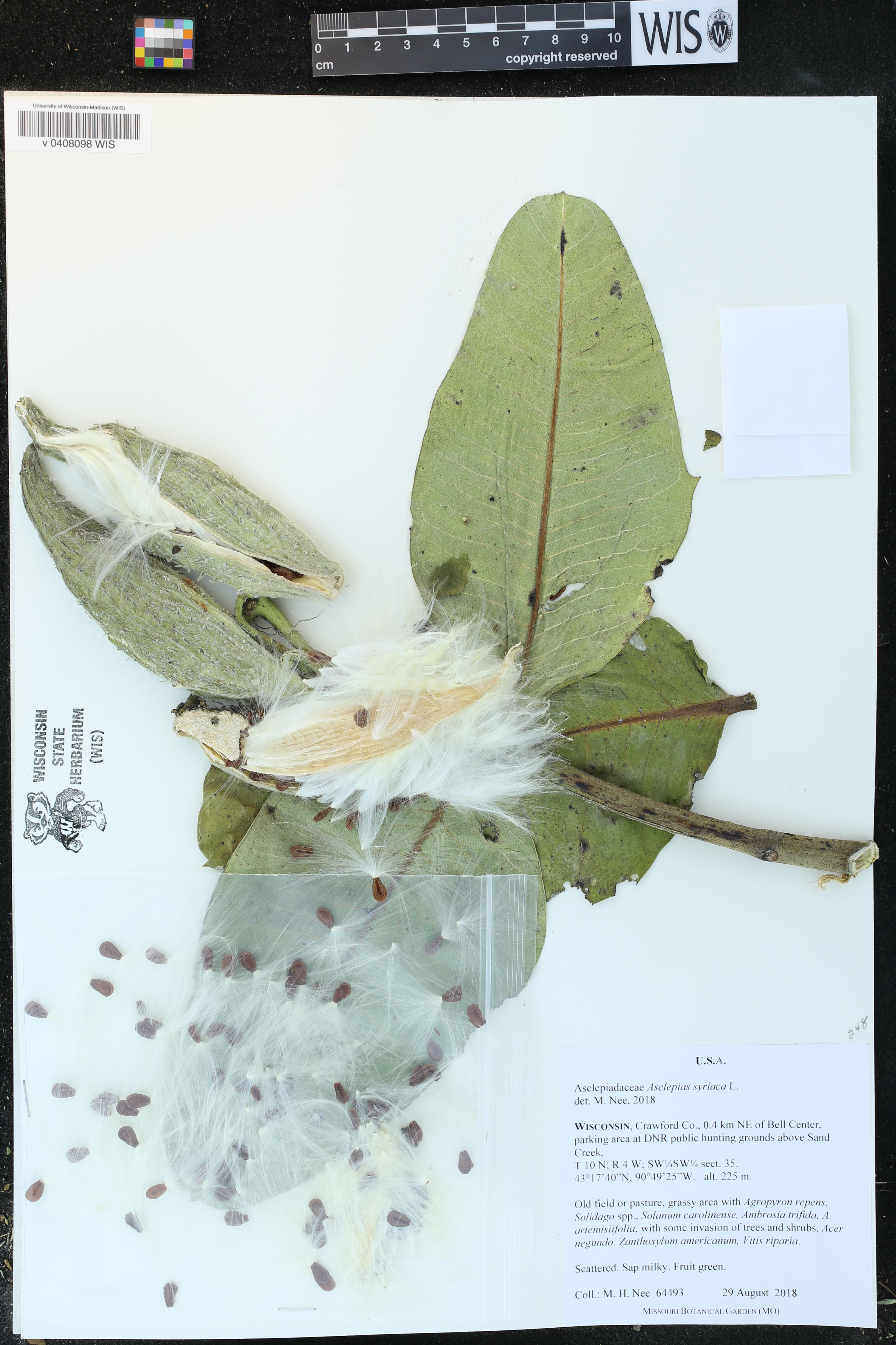 Asclepias syriaca image