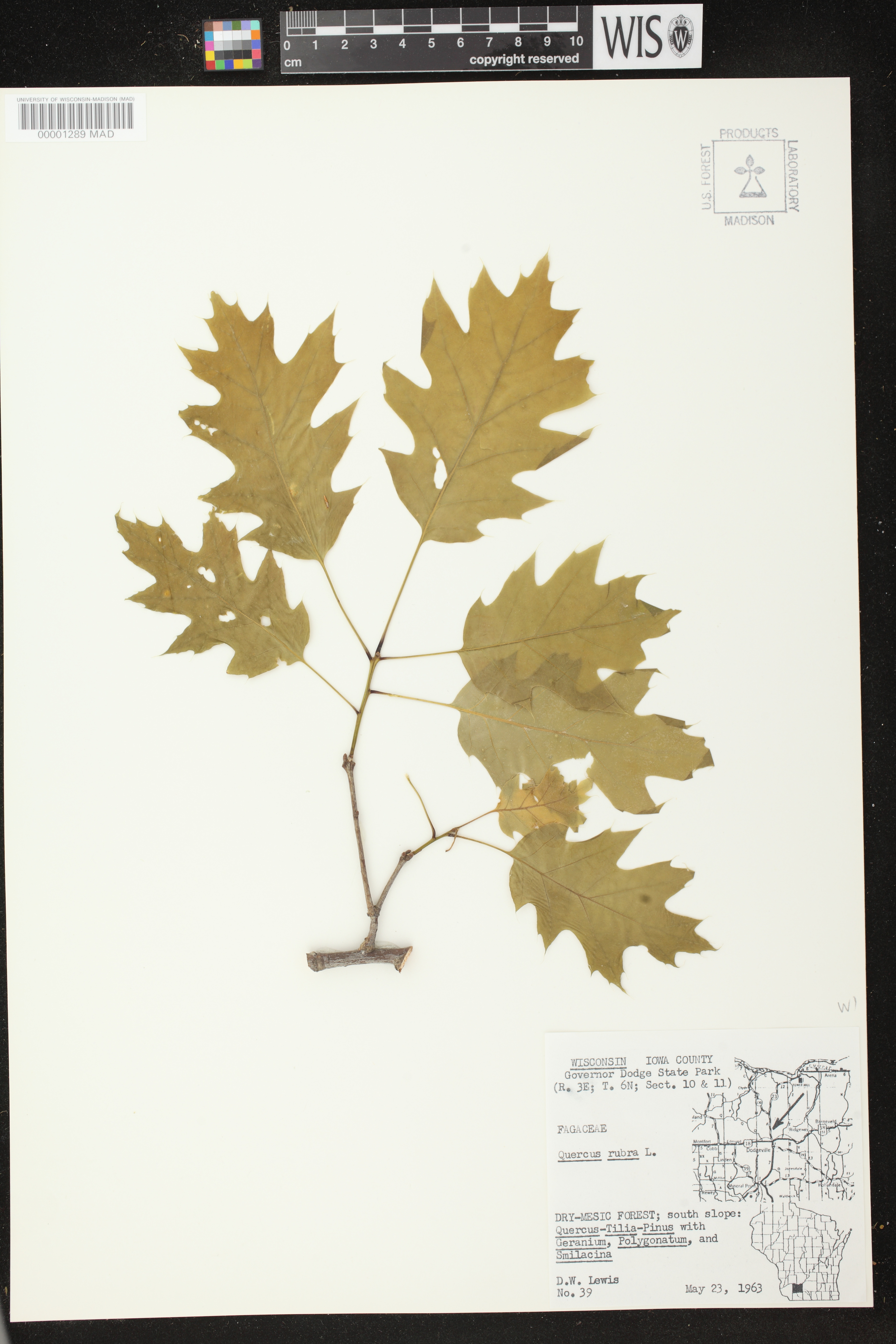 Quercus rubra image