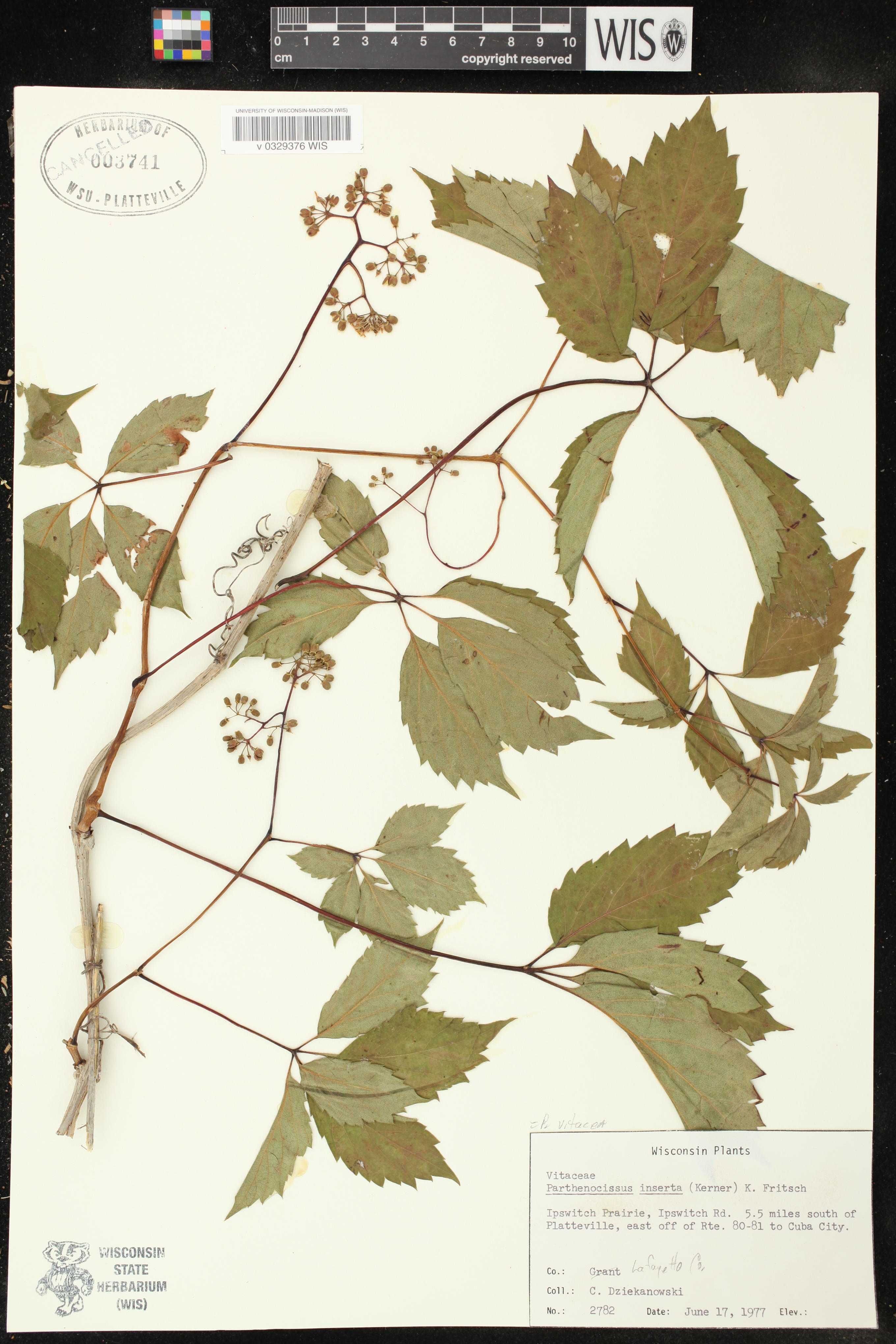 Parthenocissus inserta image