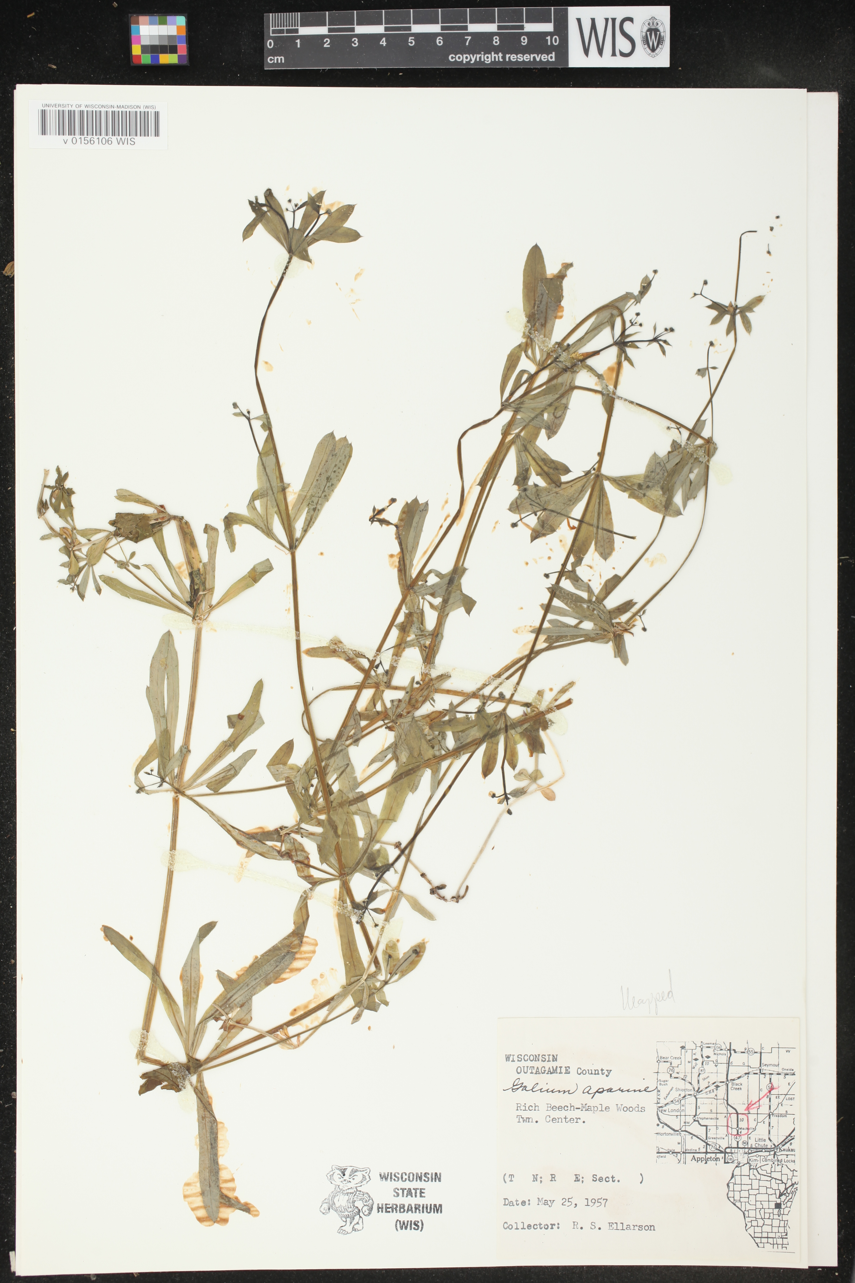 Galium aparine image