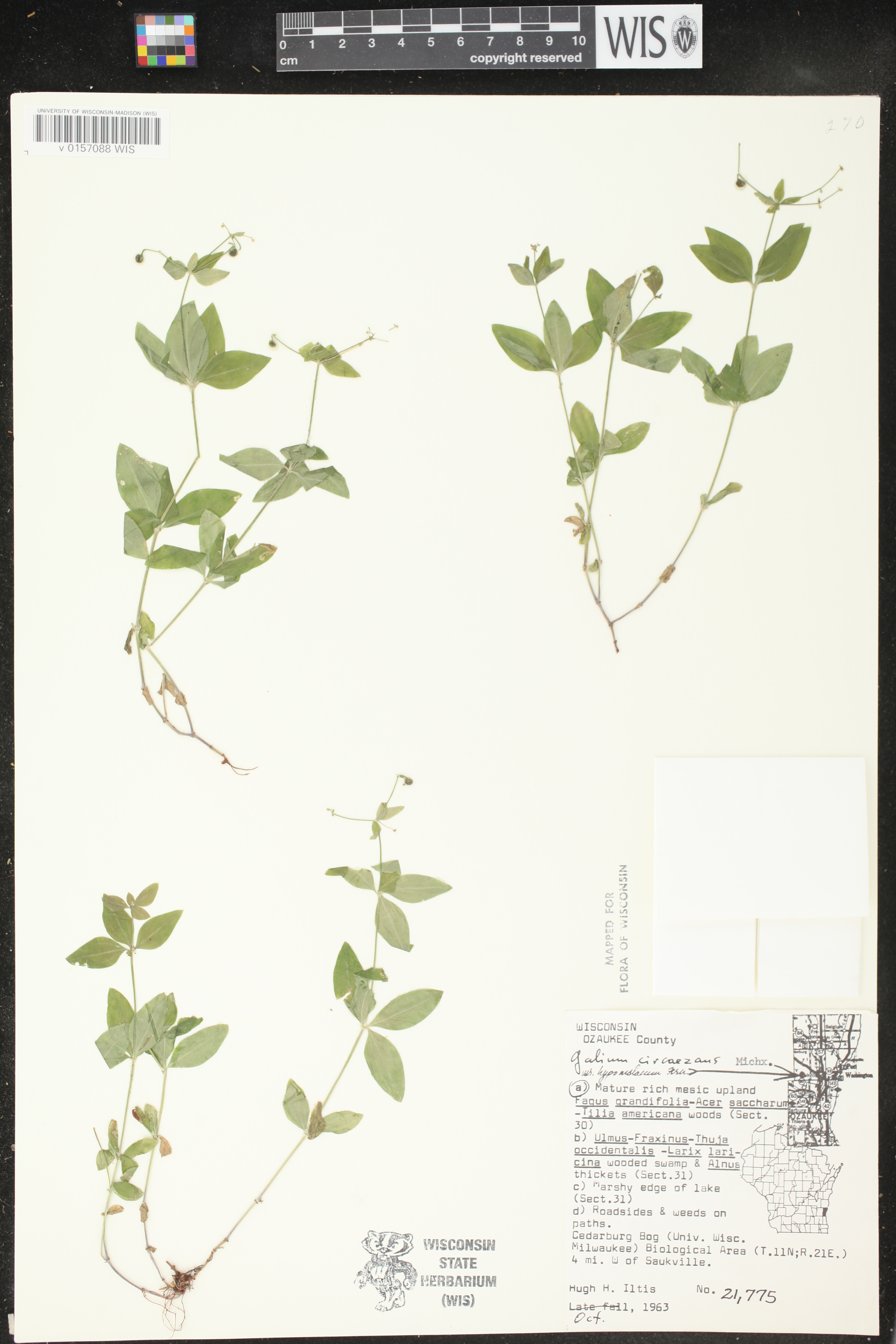 Galium circaezans image