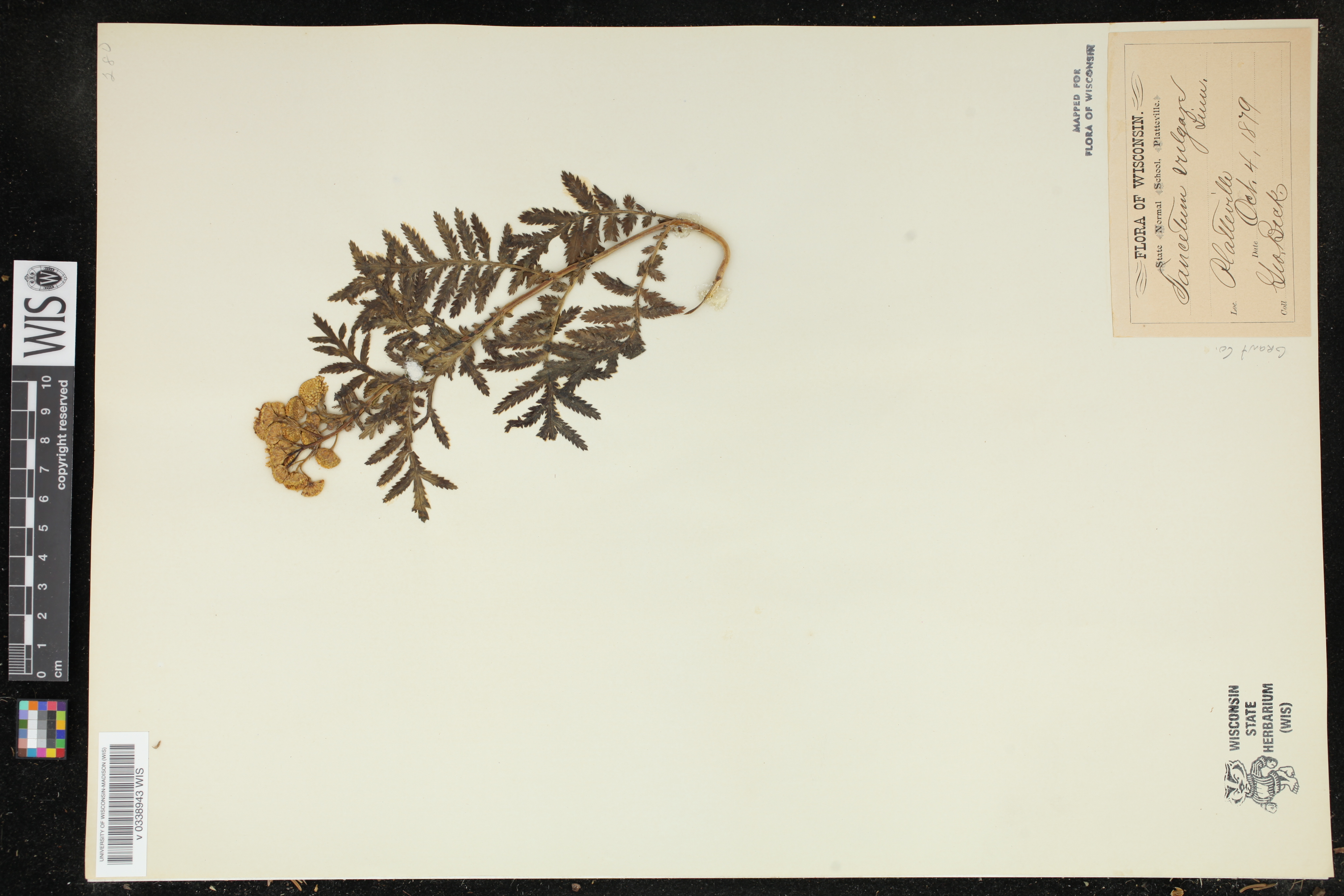 Tanacetum vulgare image