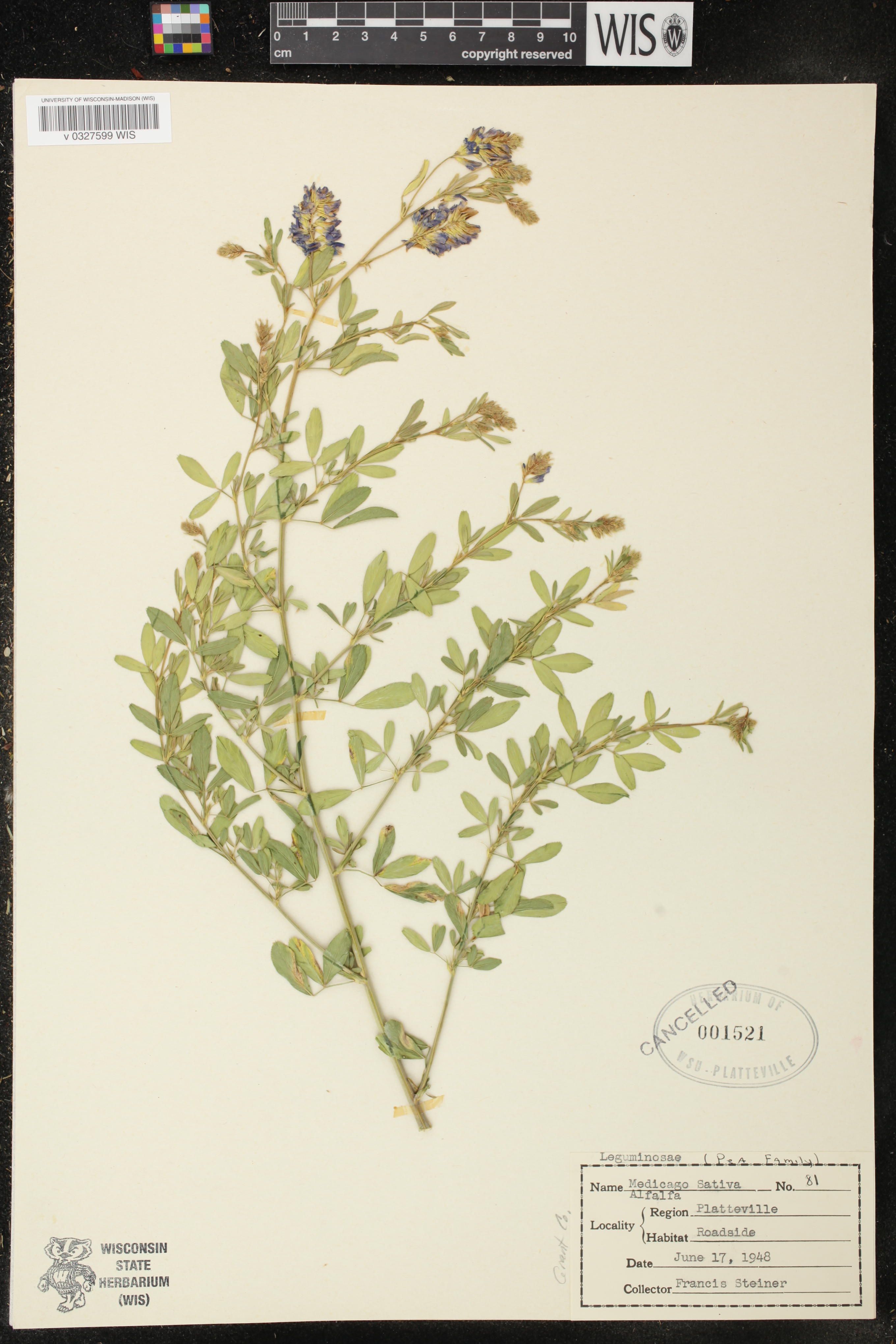 Medicago sativa image