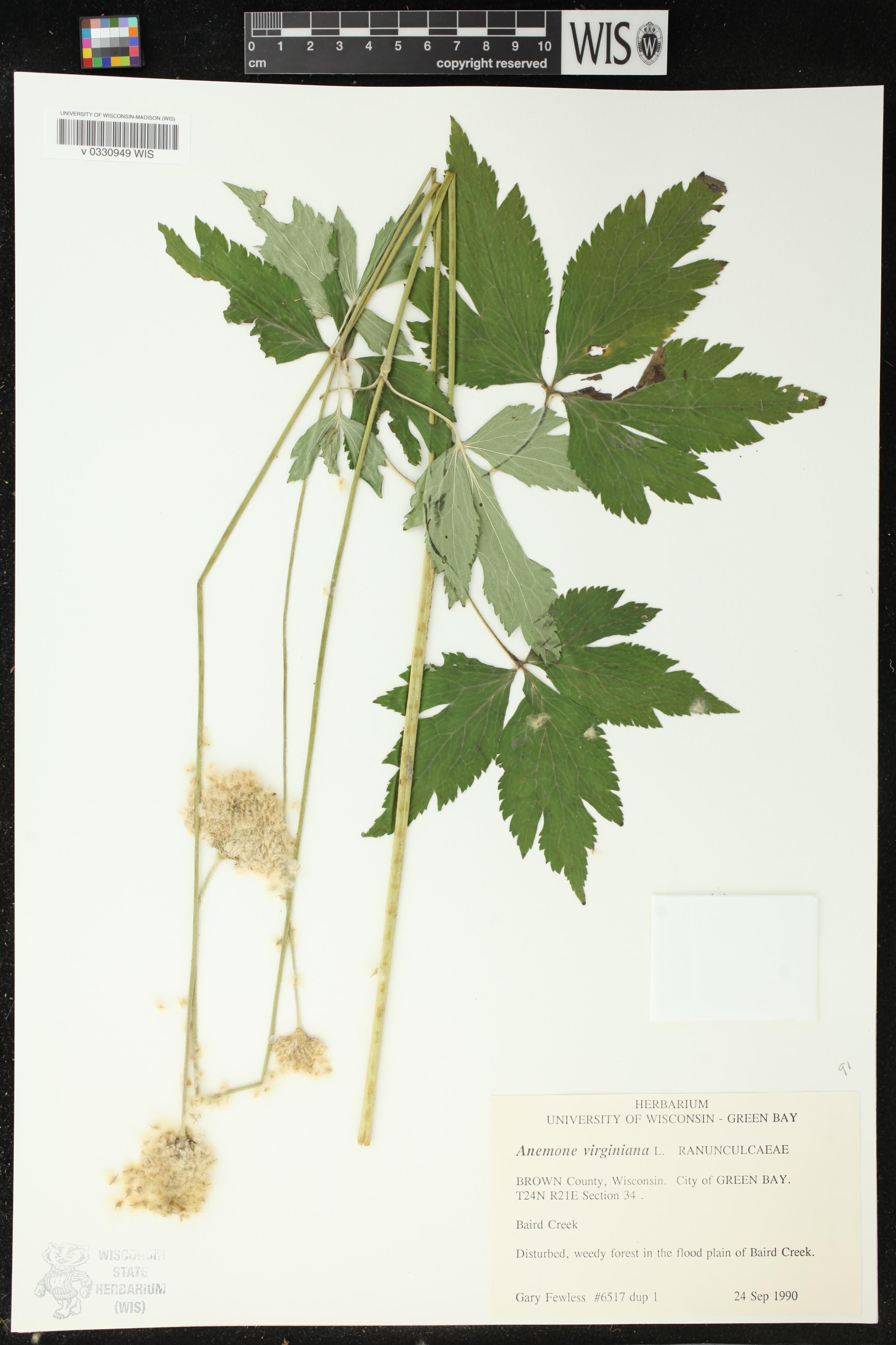 Anemone virginiana image