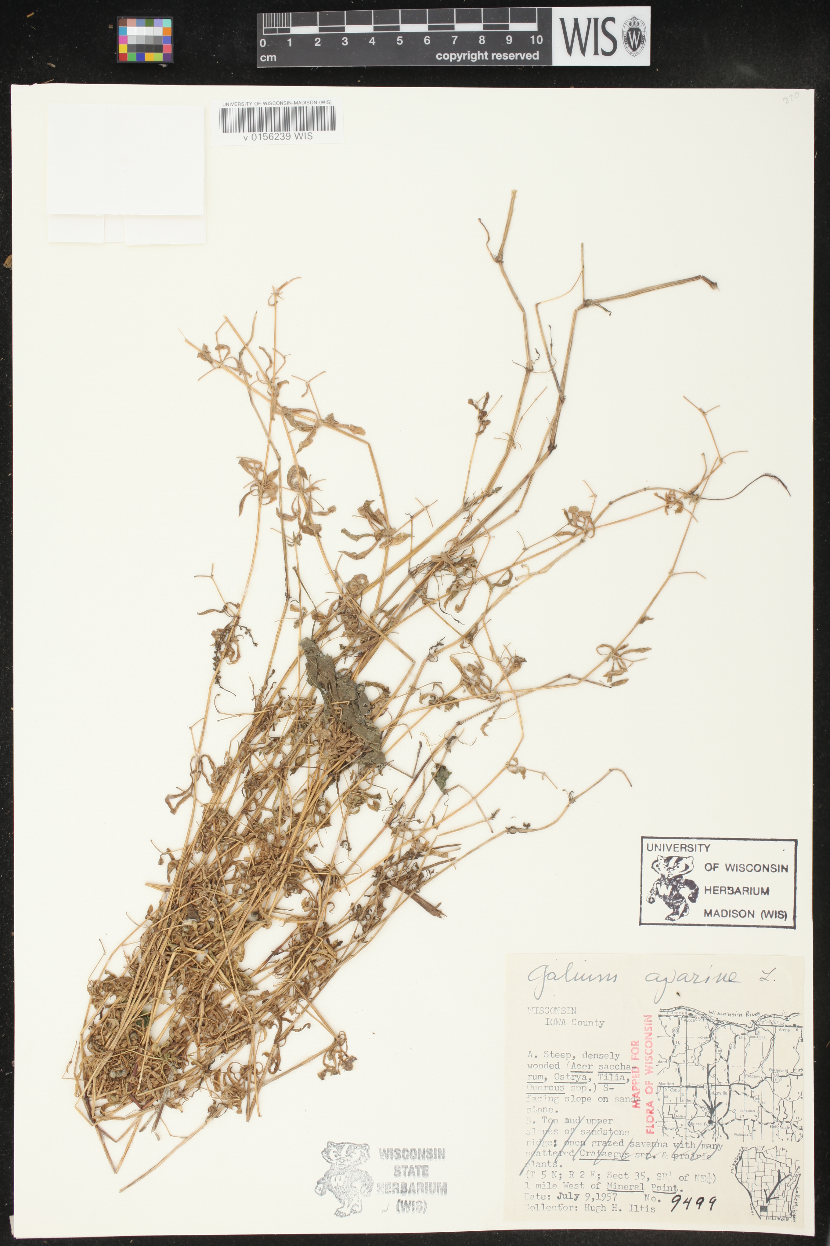 Galium aparine image