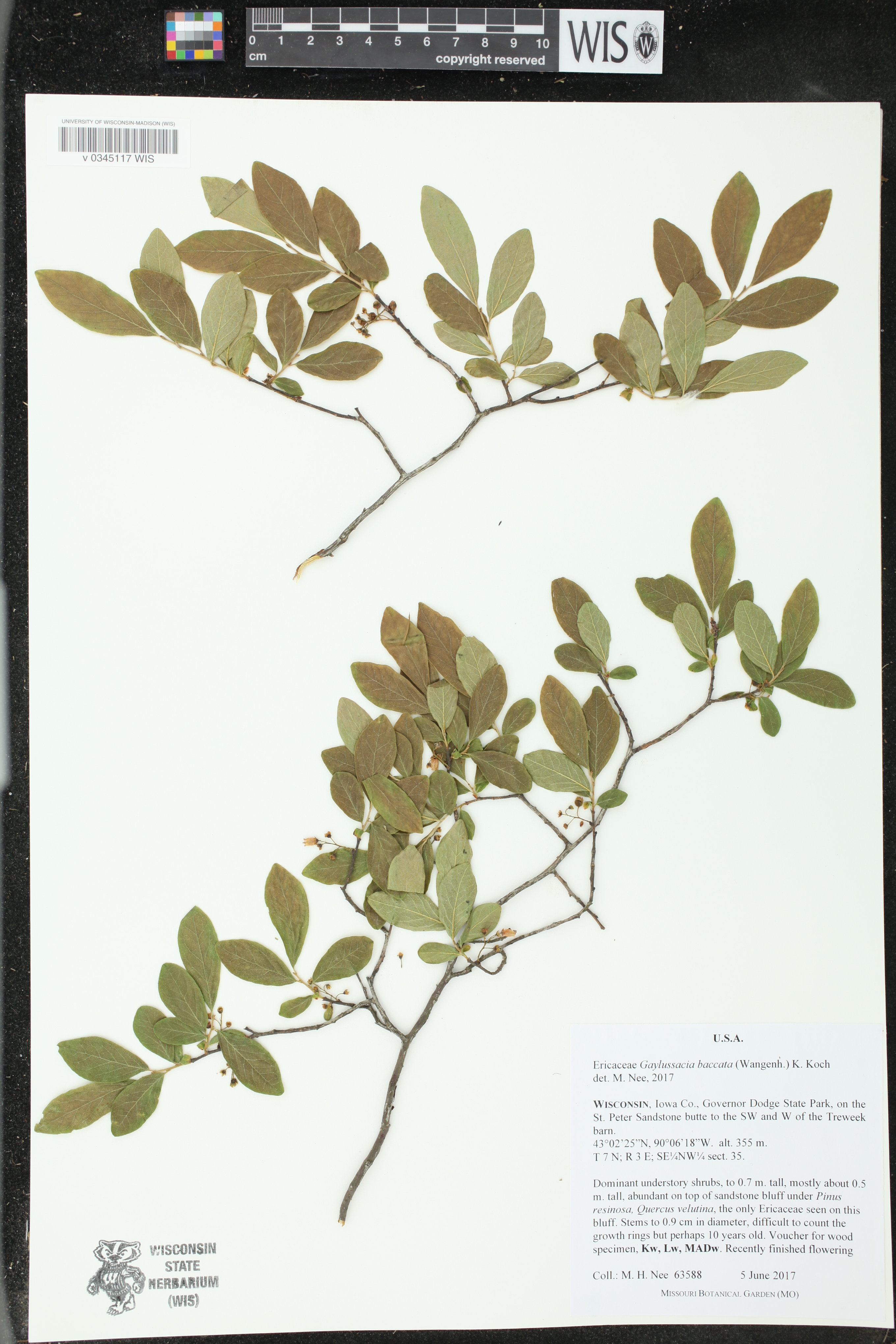 Gaylussacia baccata image