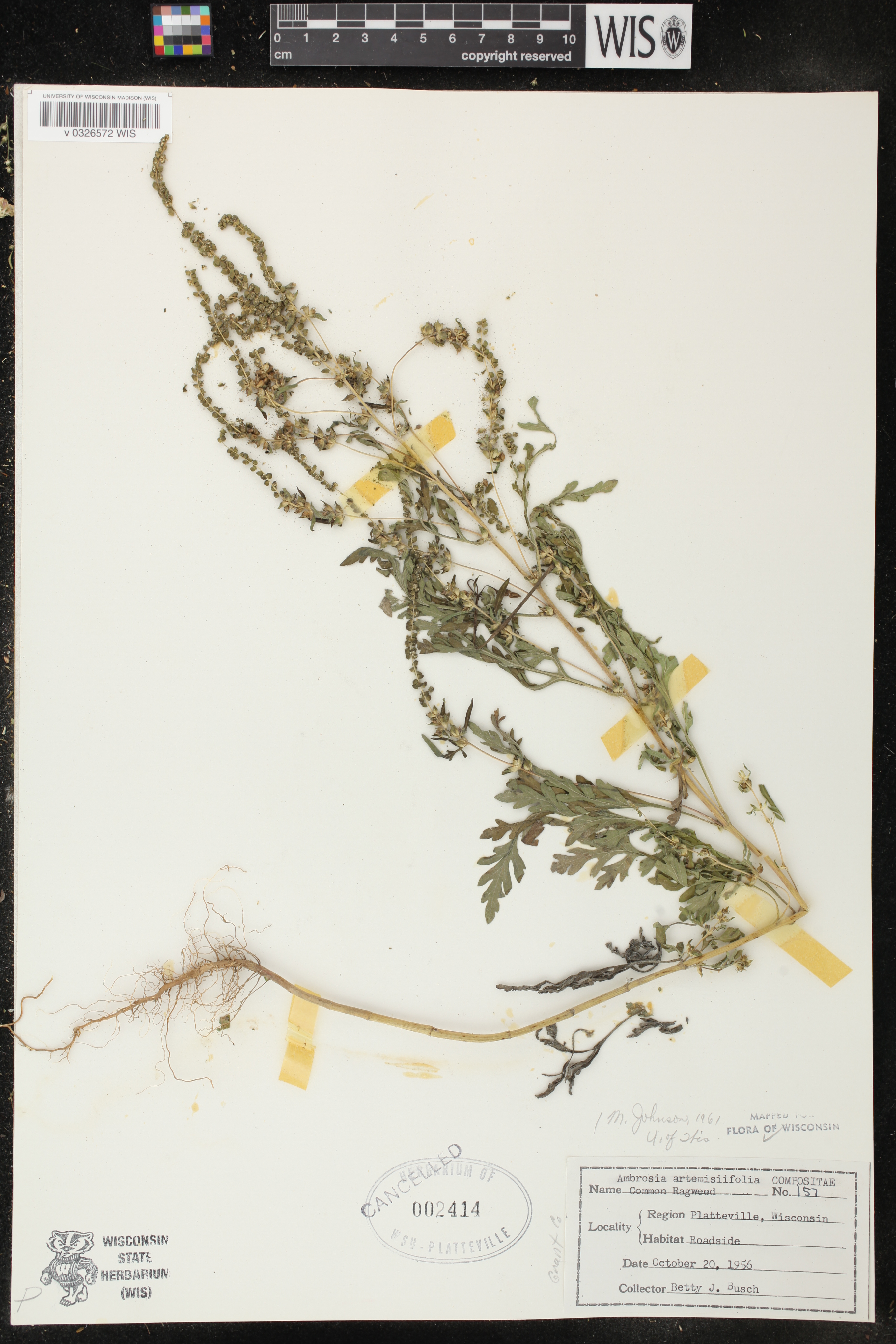 Ambrosia artemisiifolia image