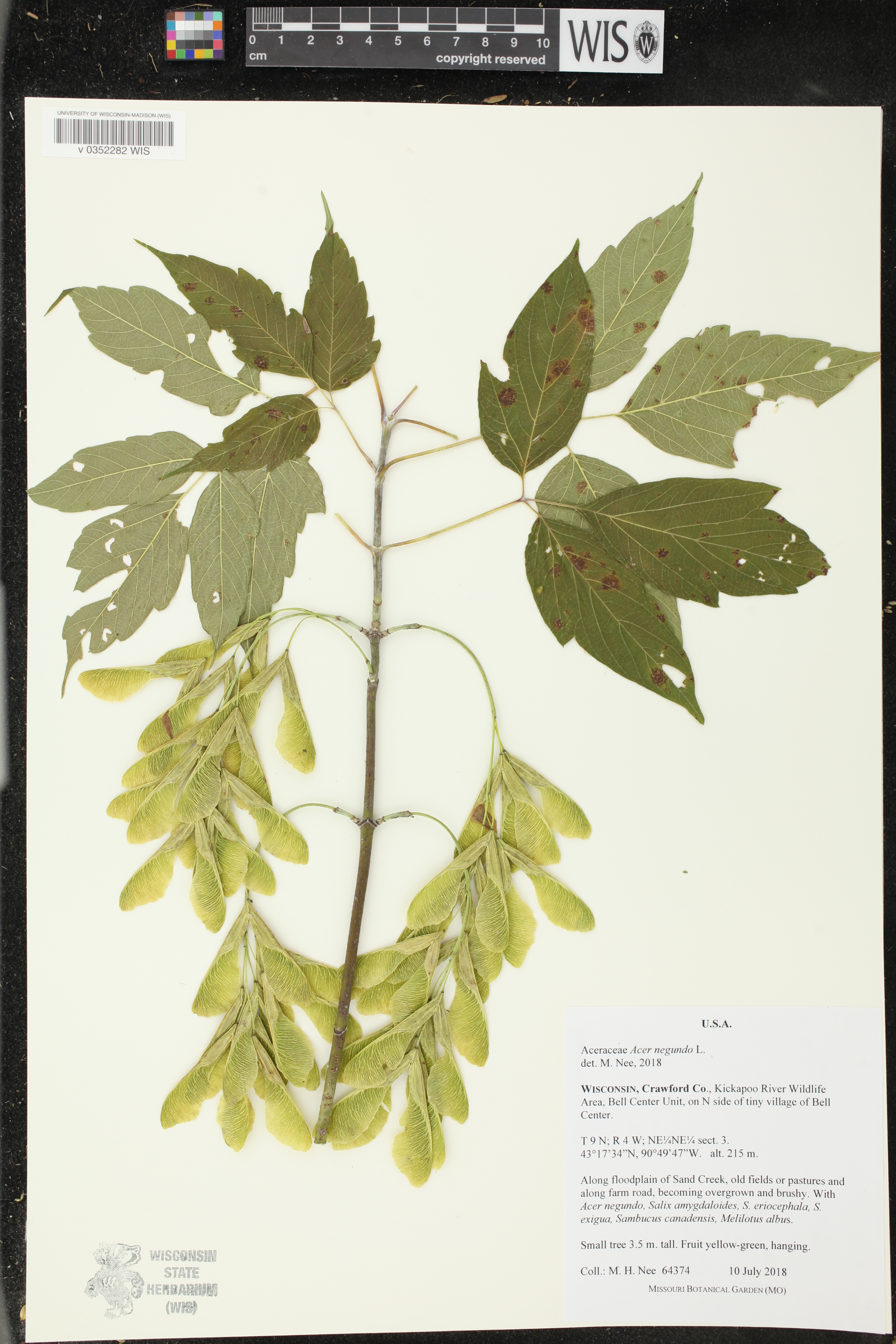 Acer negundo image