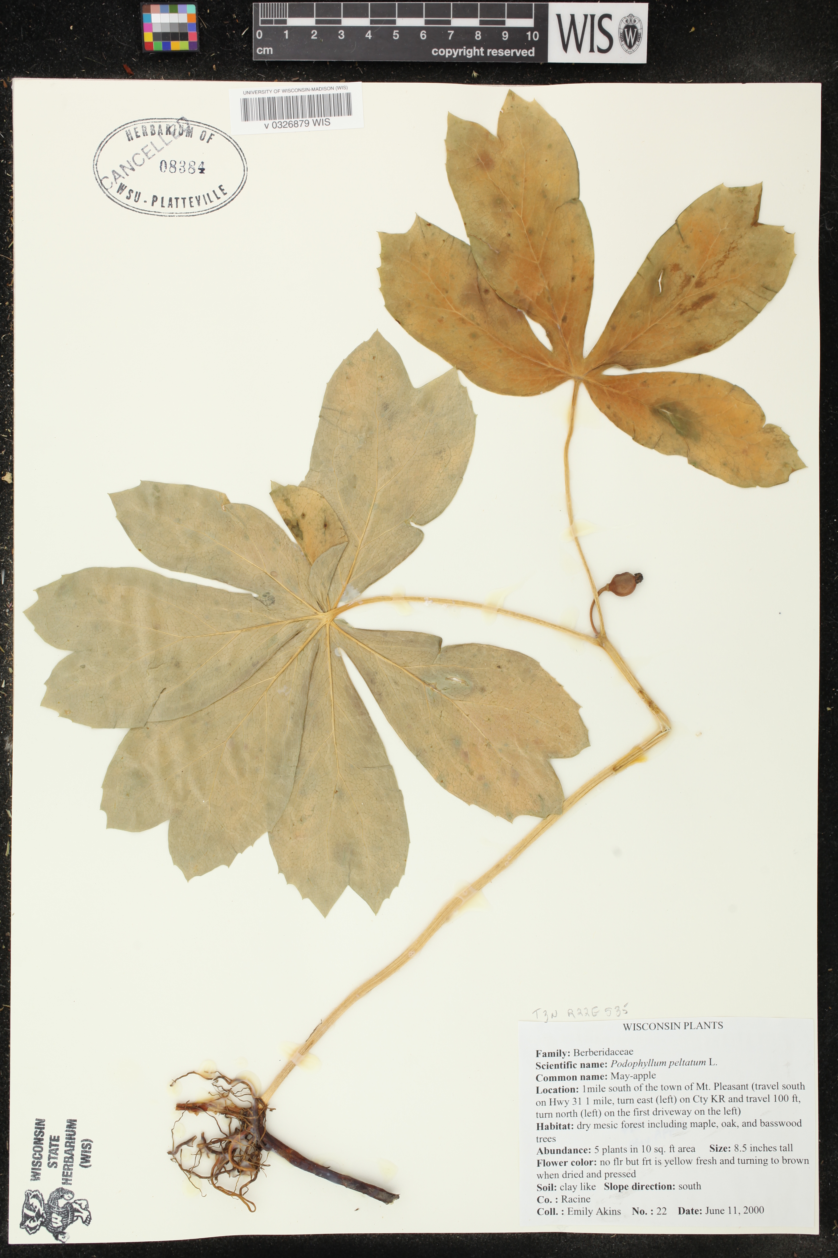 Podophyllum peltatum image
