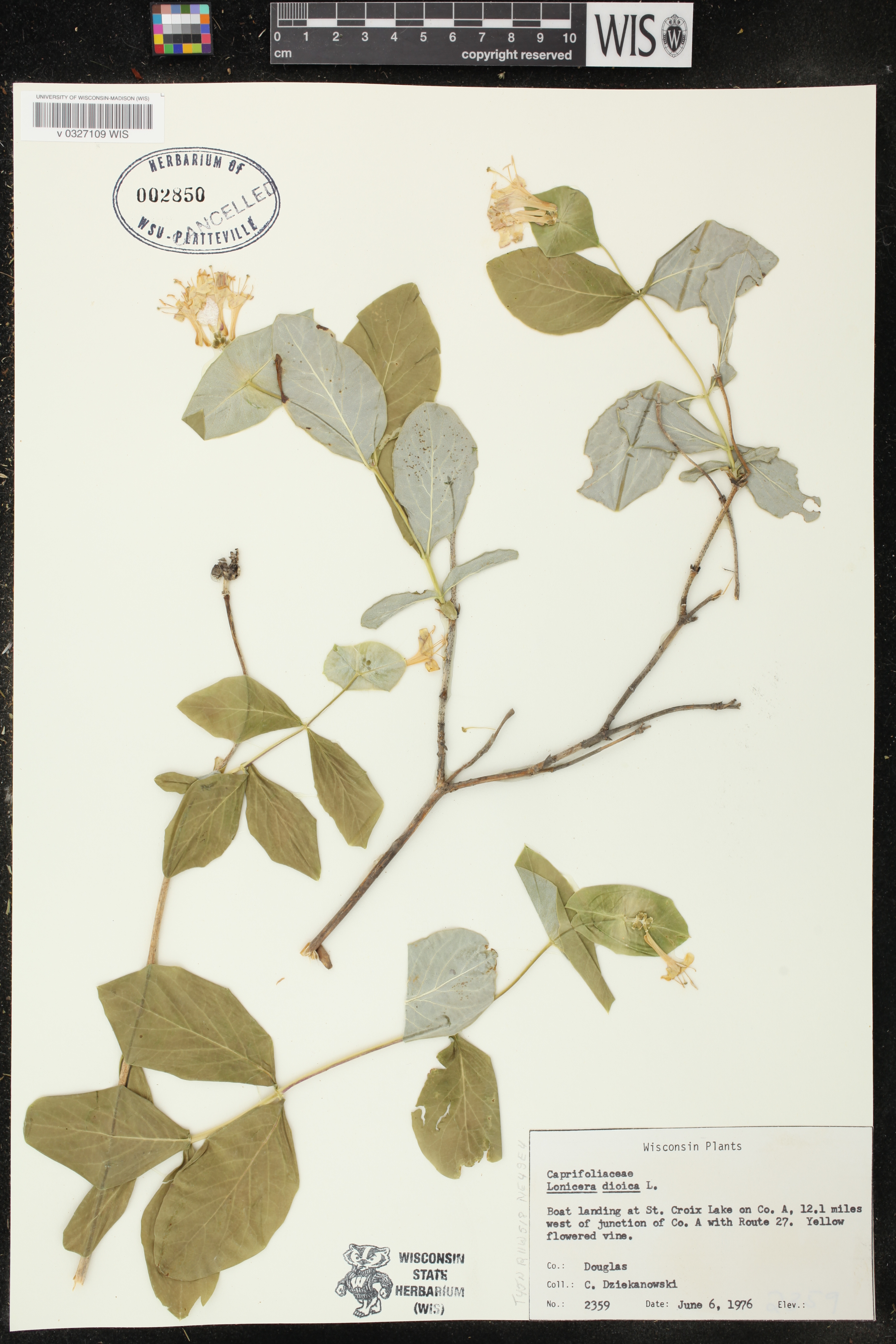 Lonicera dioica image