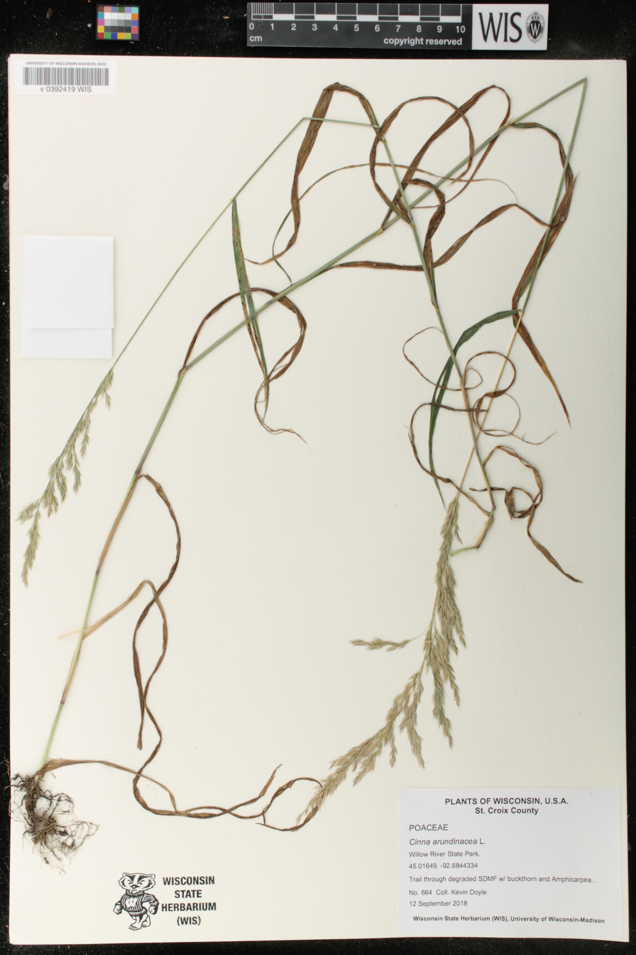 Cinna arundinacea image