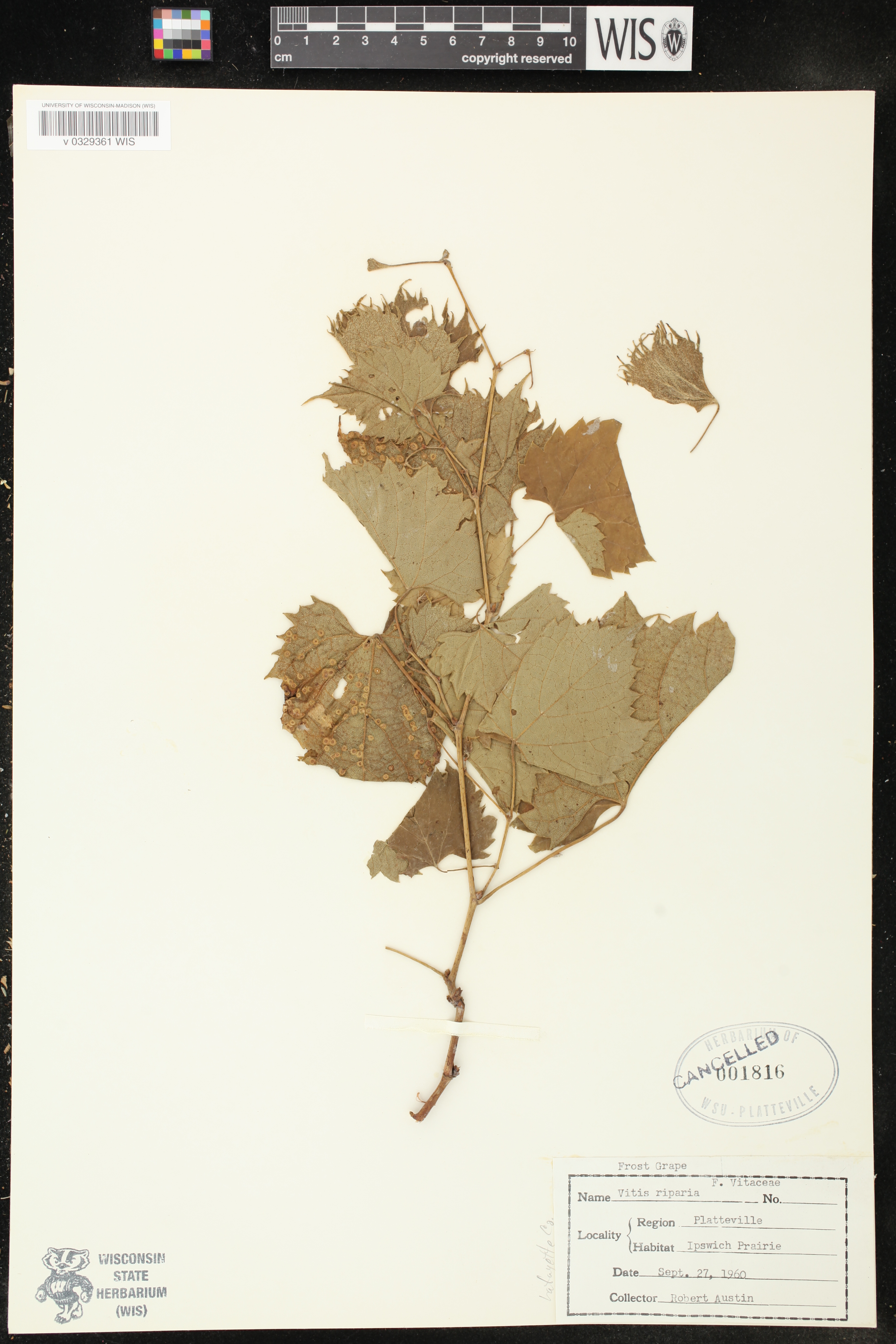 Vitis riparia image