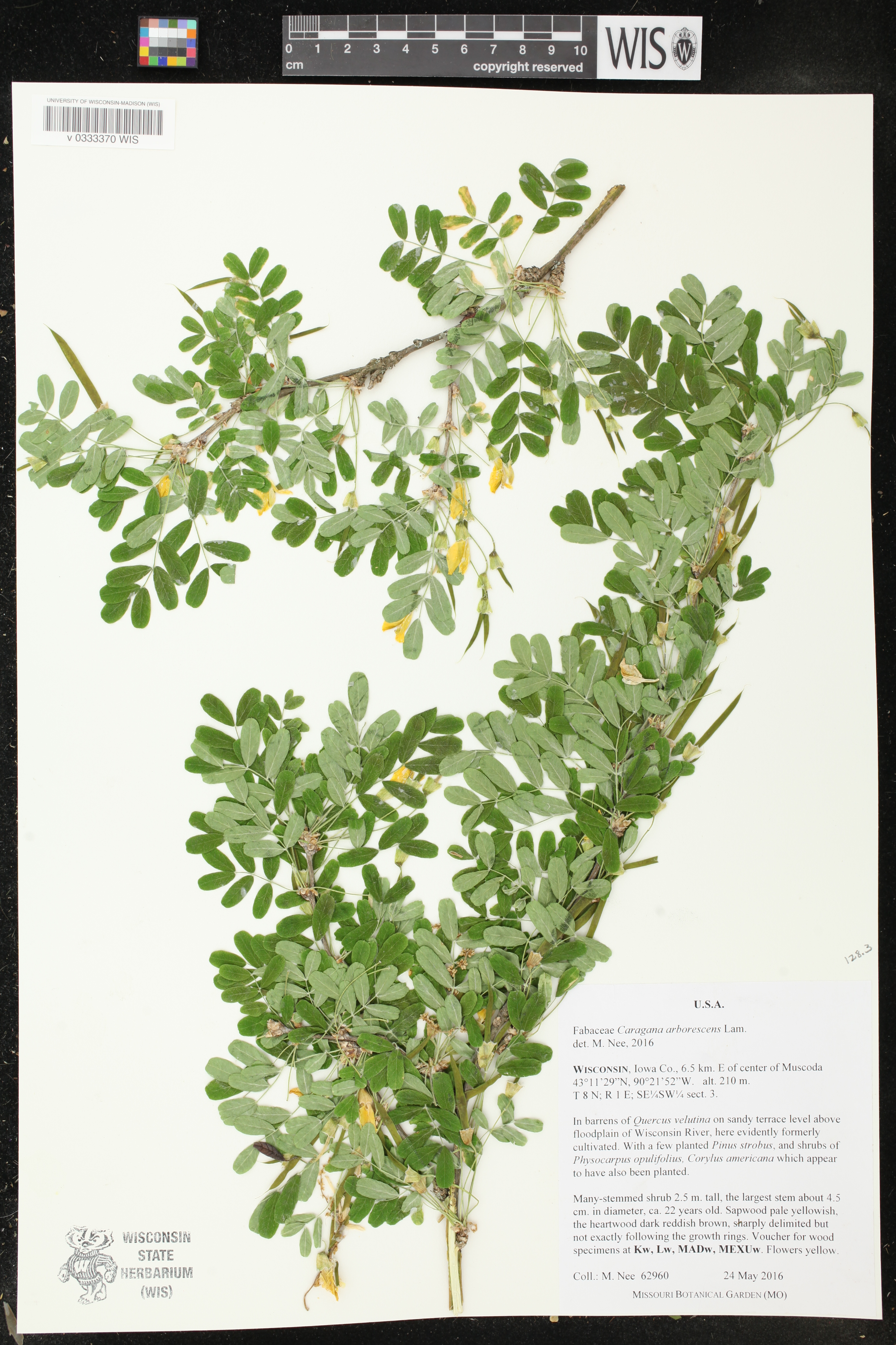 Caragana arborescens image
