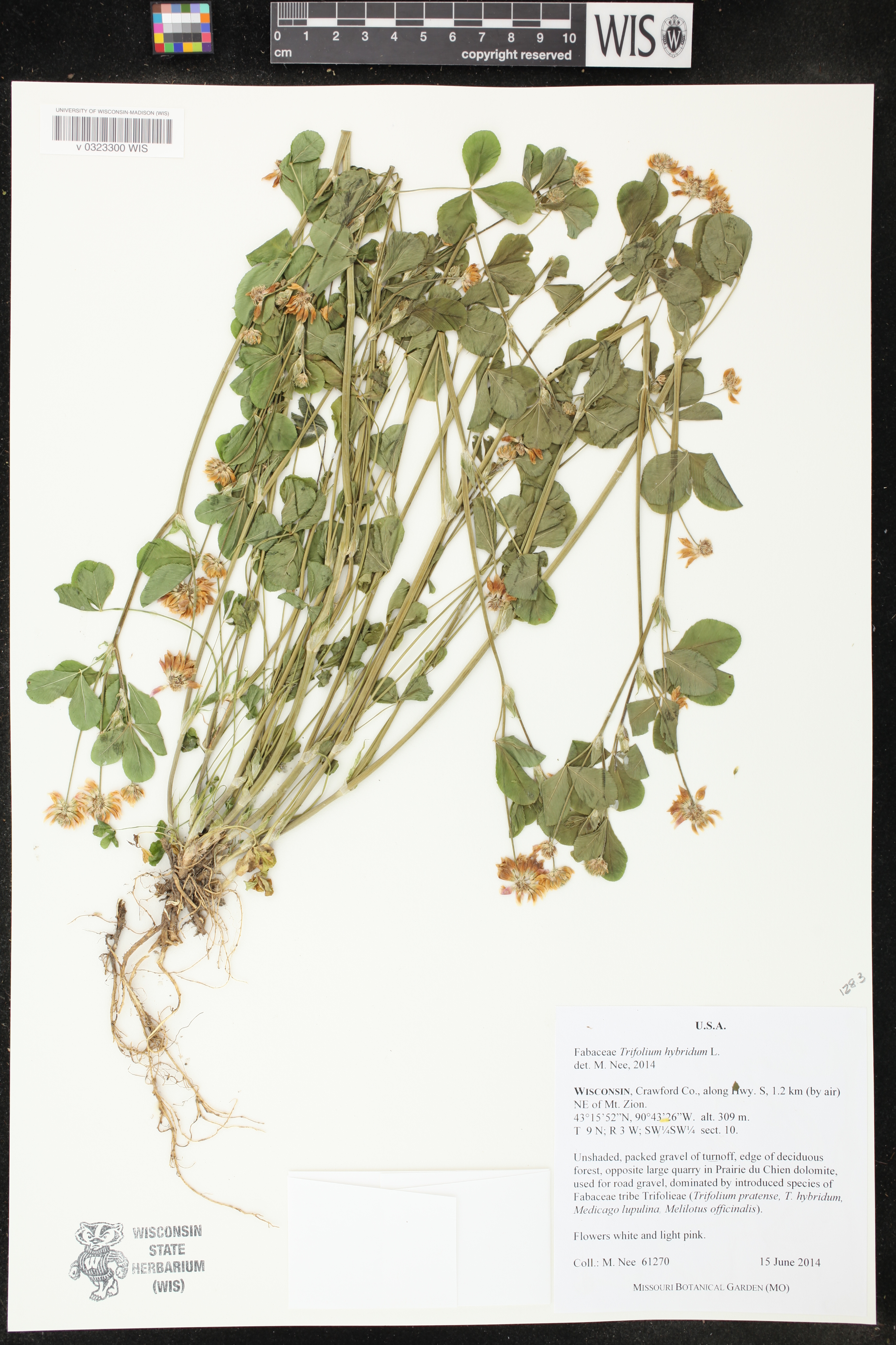 Trifolium hybridum image