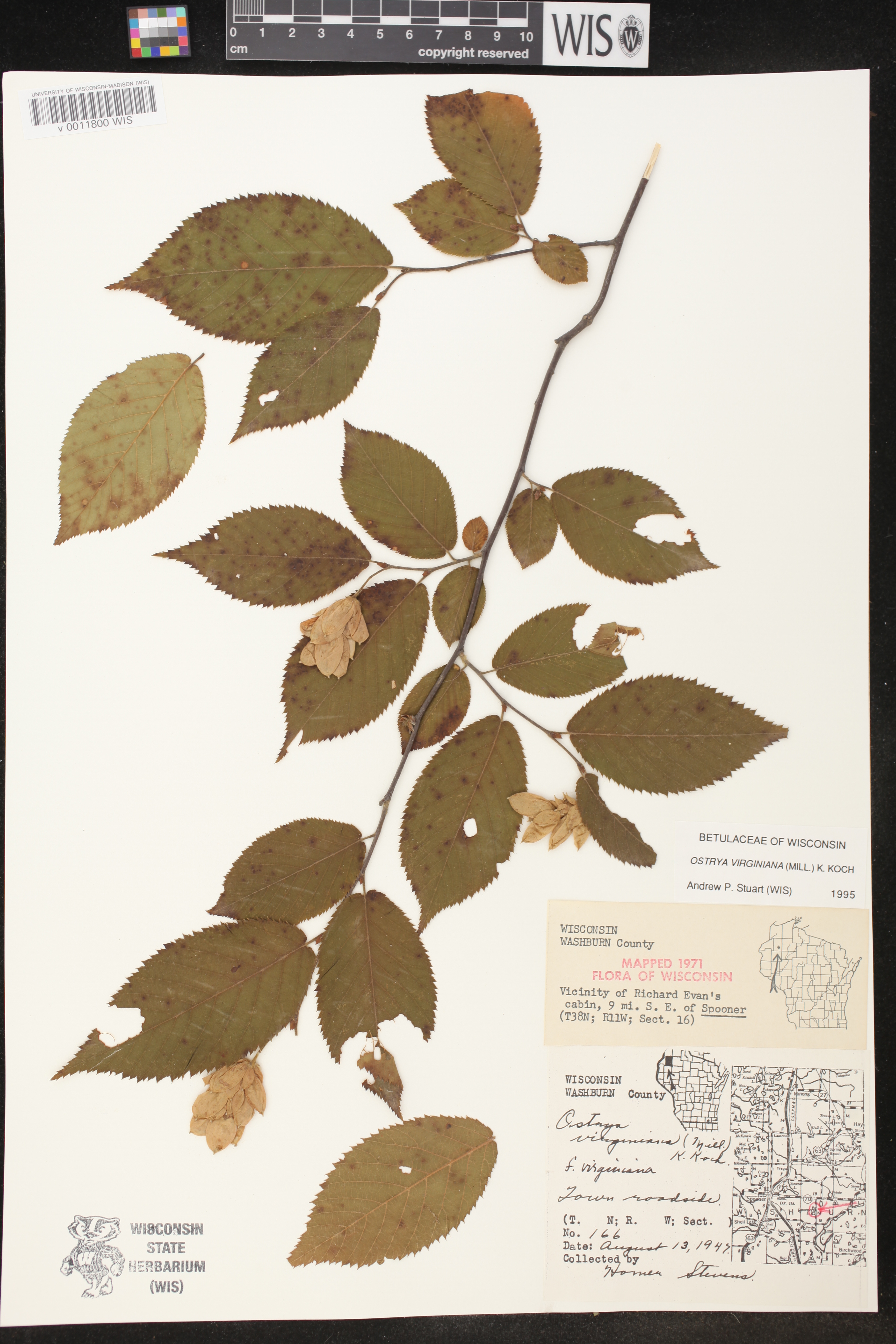 Ostrya virginiana image