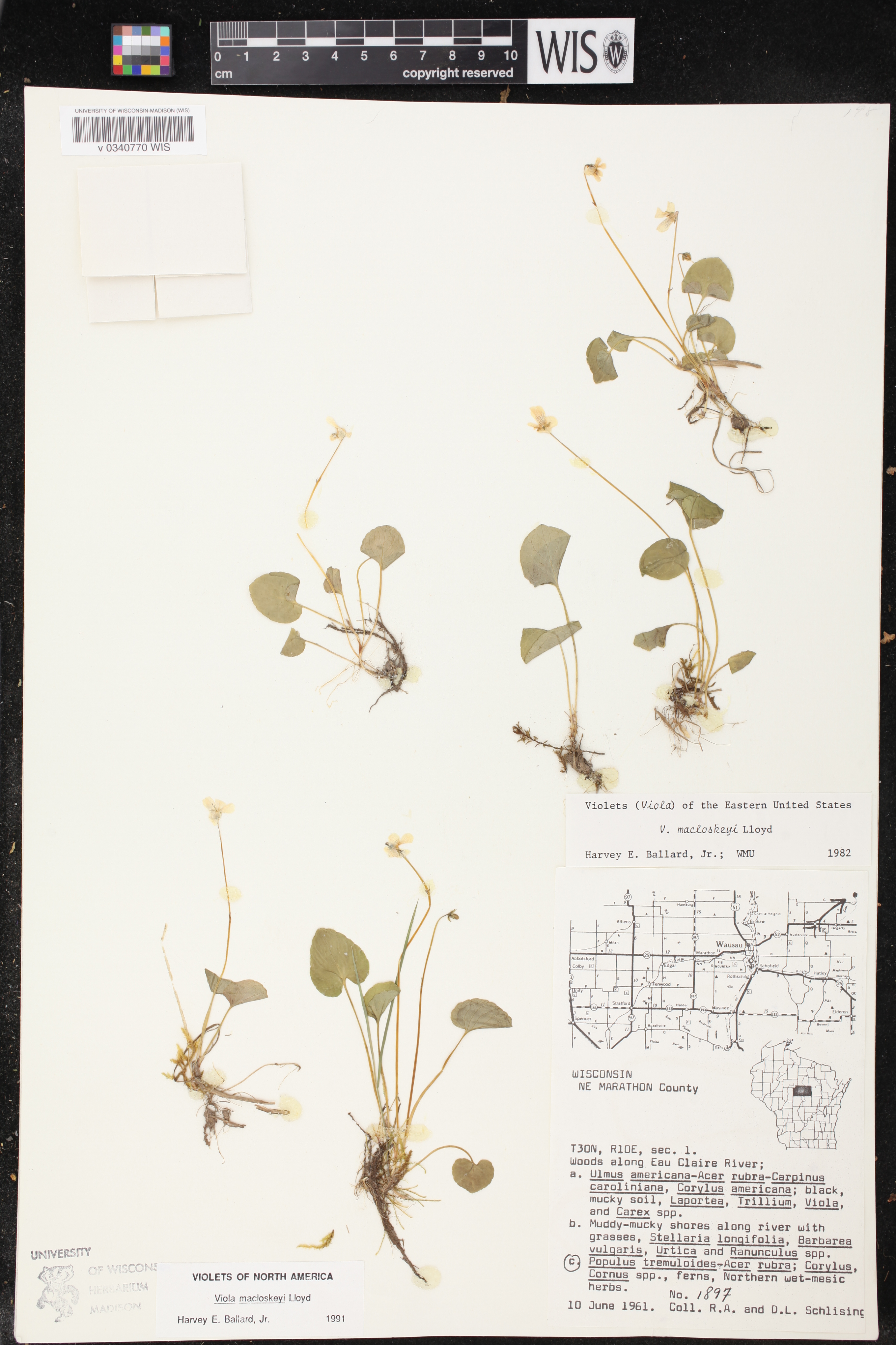 Viola macloskeyi image