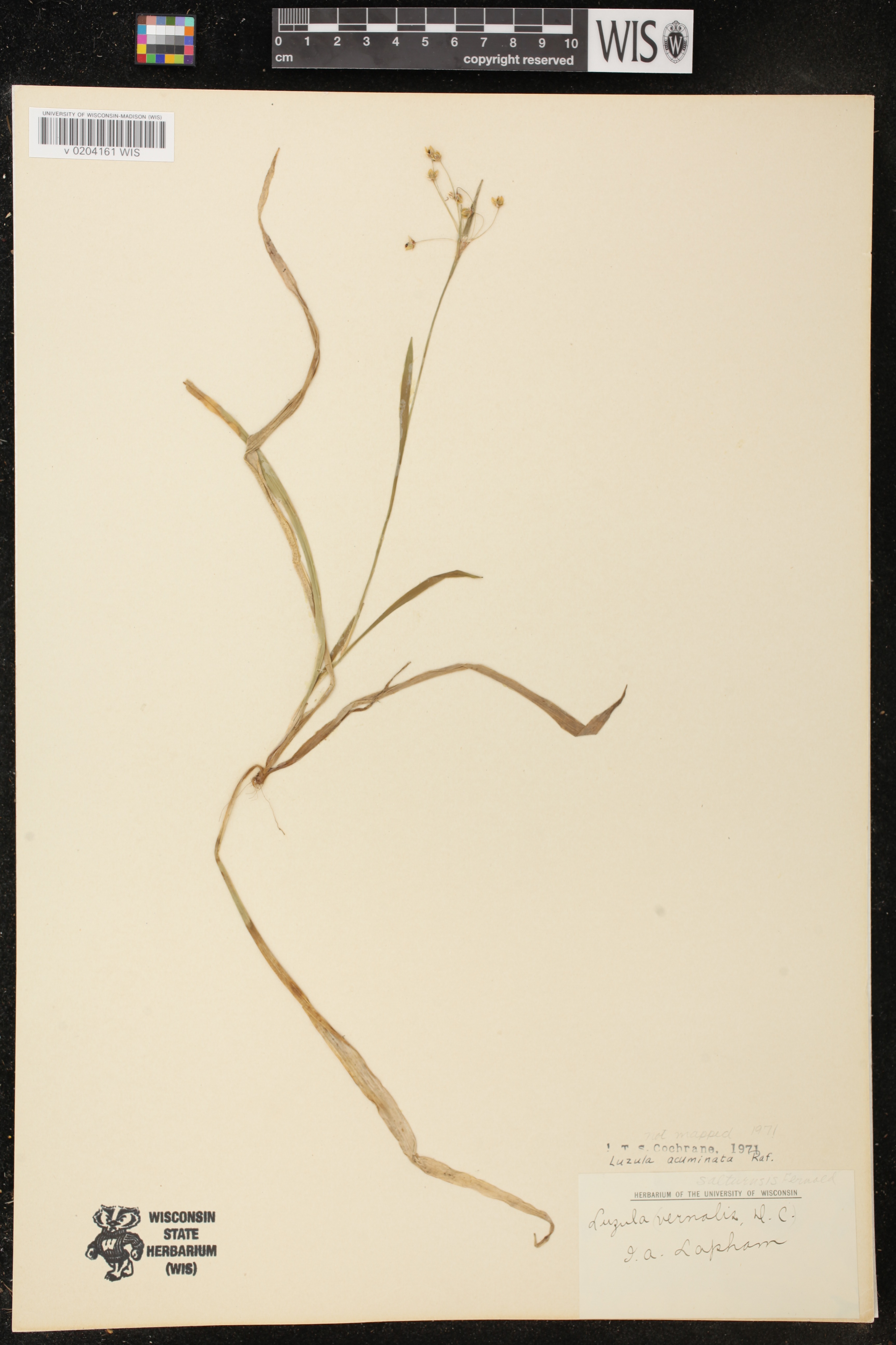 Luzula acuminata image