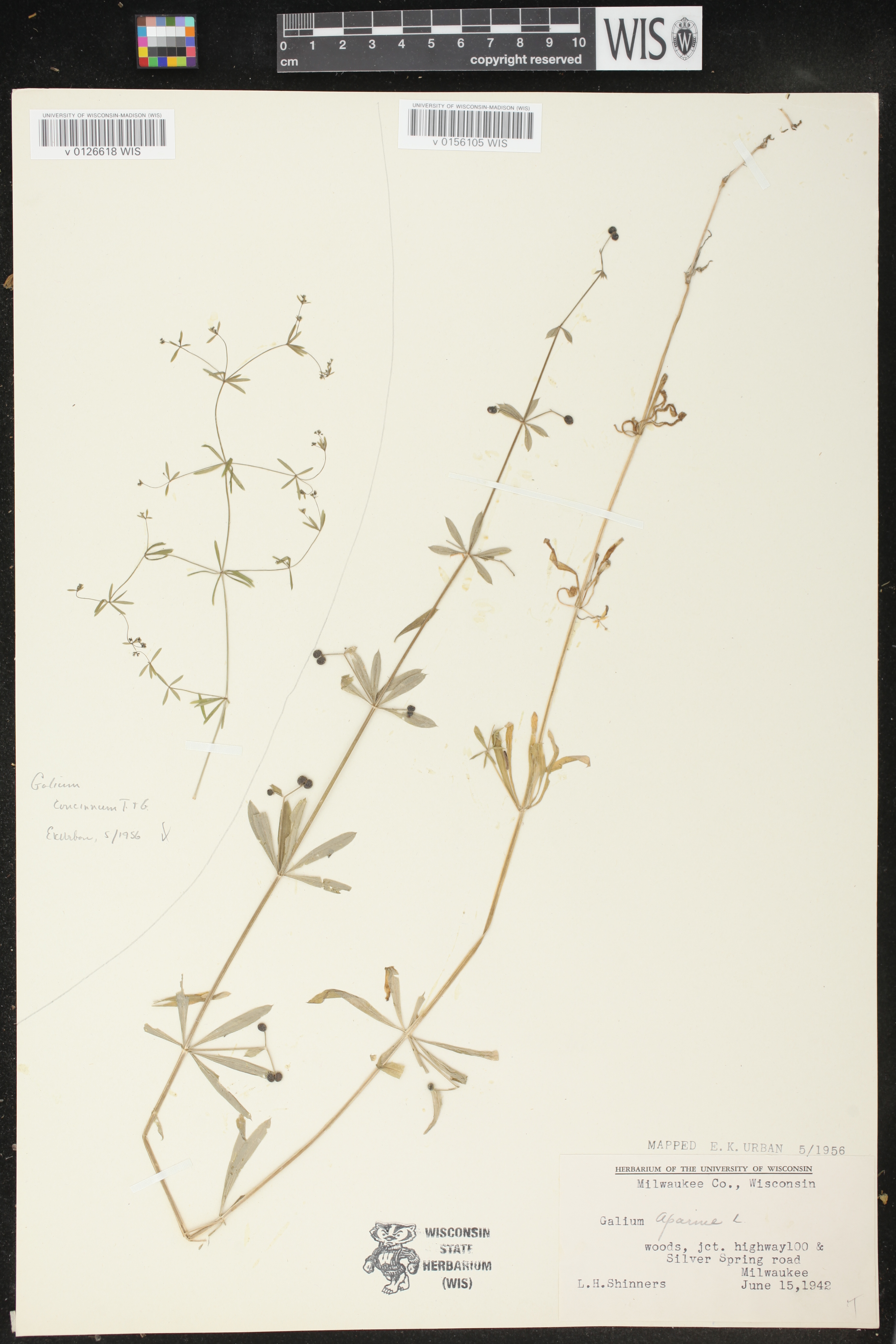 Galium concinnum image