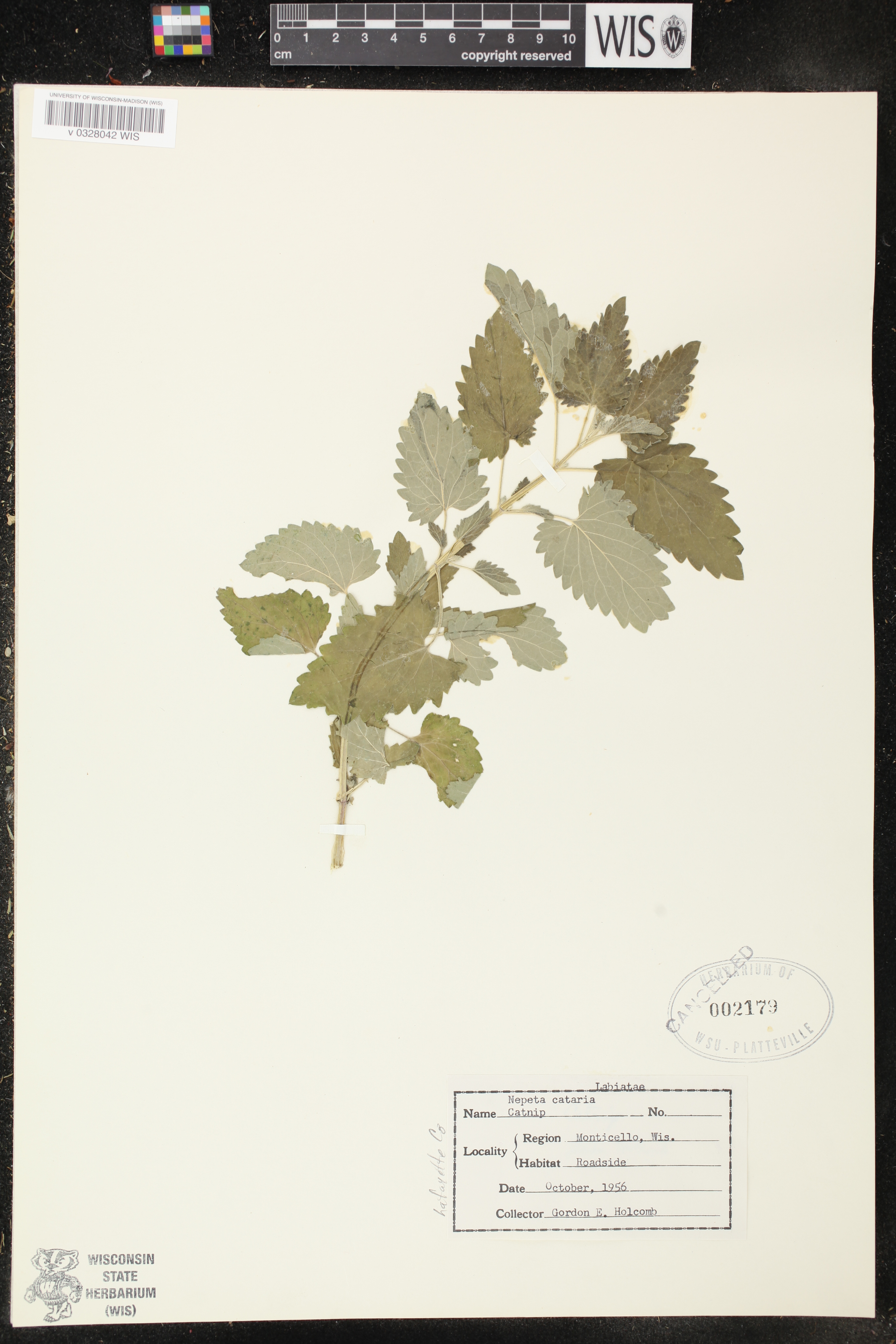 Nepeta cataria image