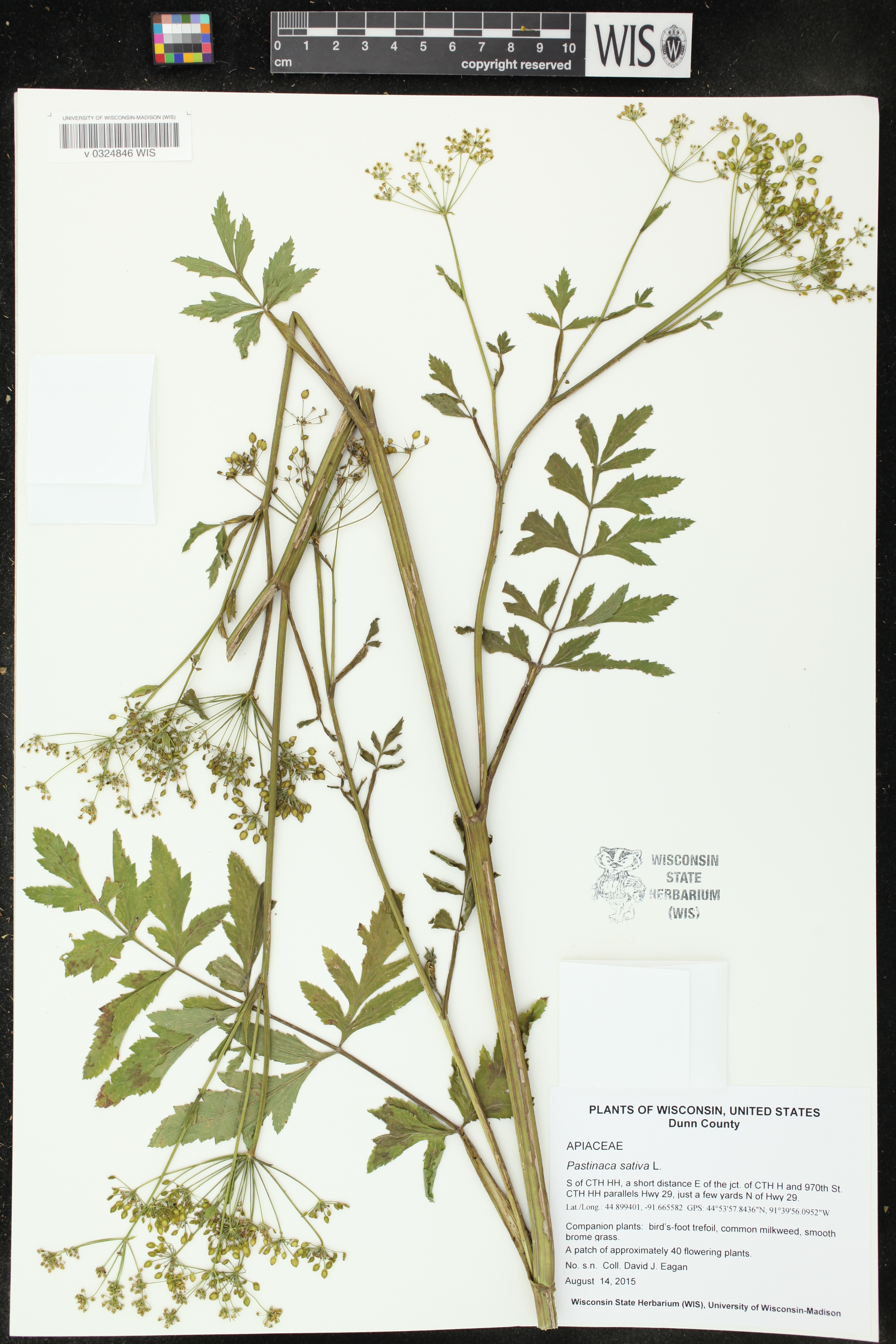 Pastinaca sativa image