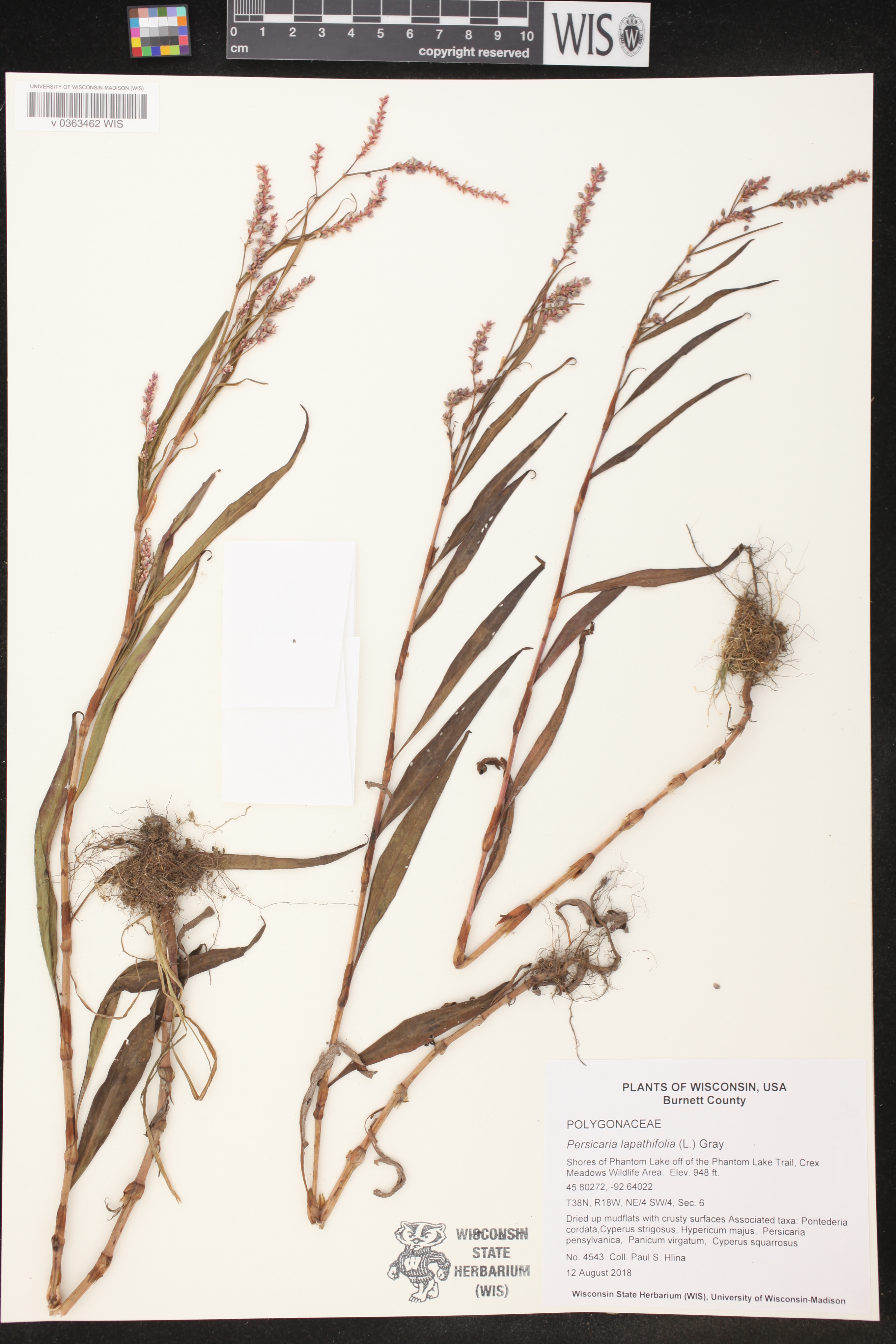 Persicaria lapathifolia image