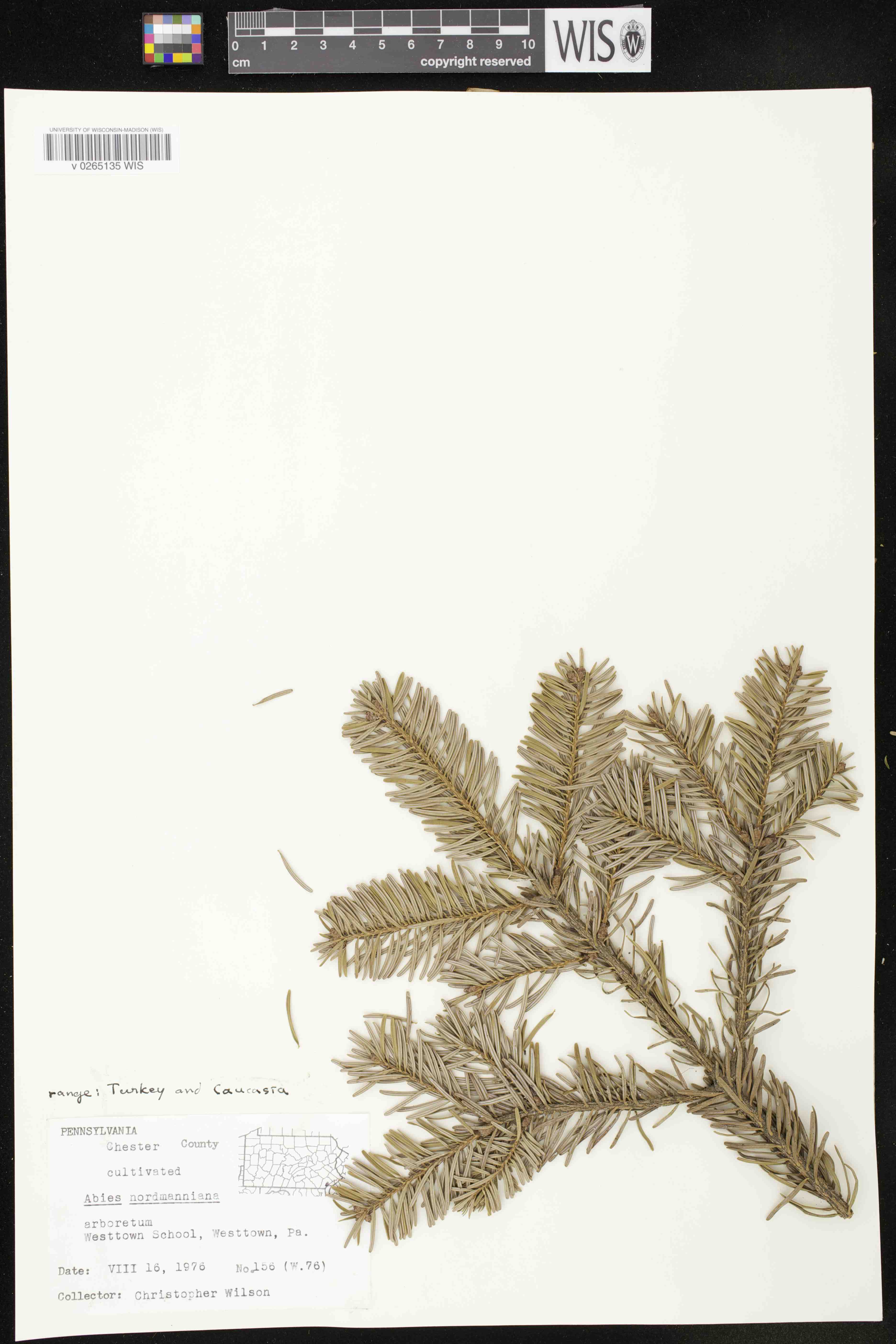 Abies nordmanniana image