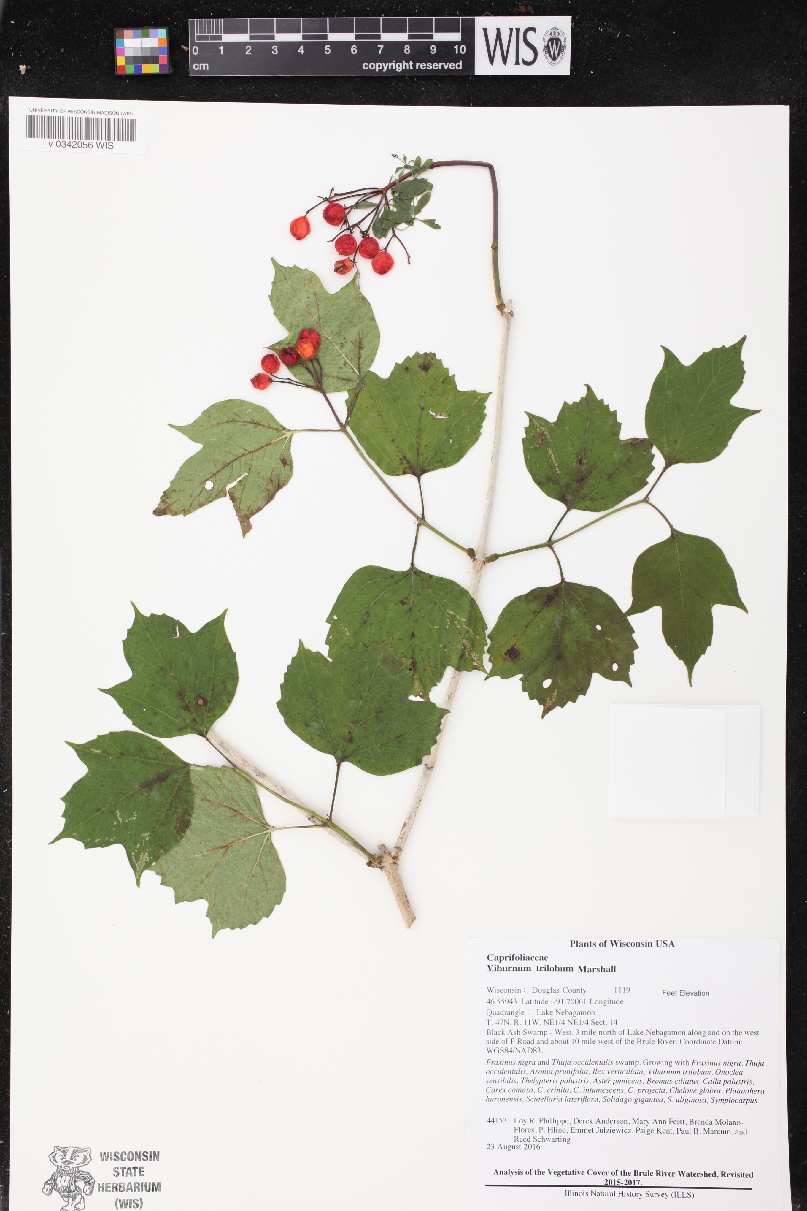 Viburnum trilobum image