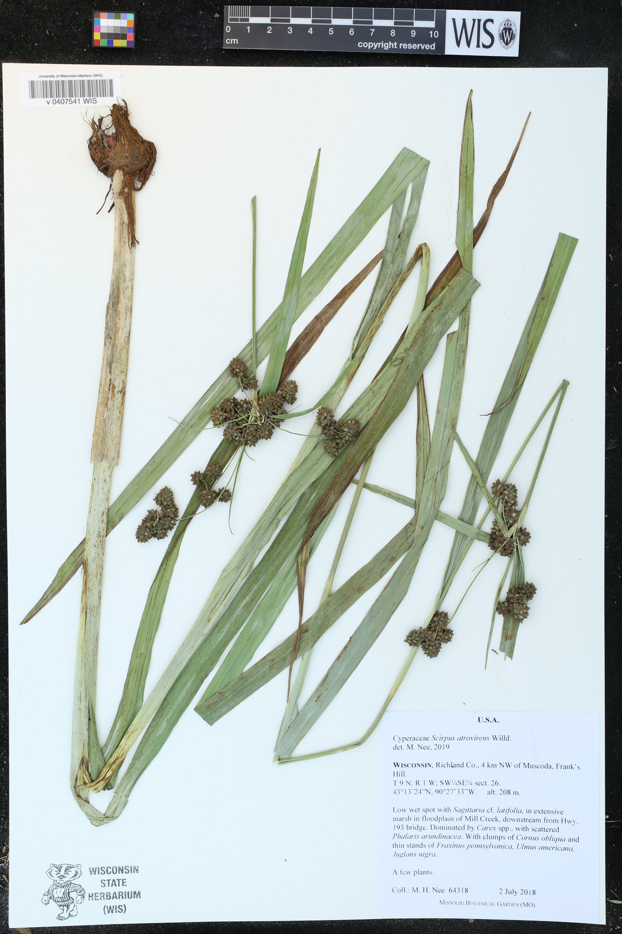 Scirpus atrovirens image