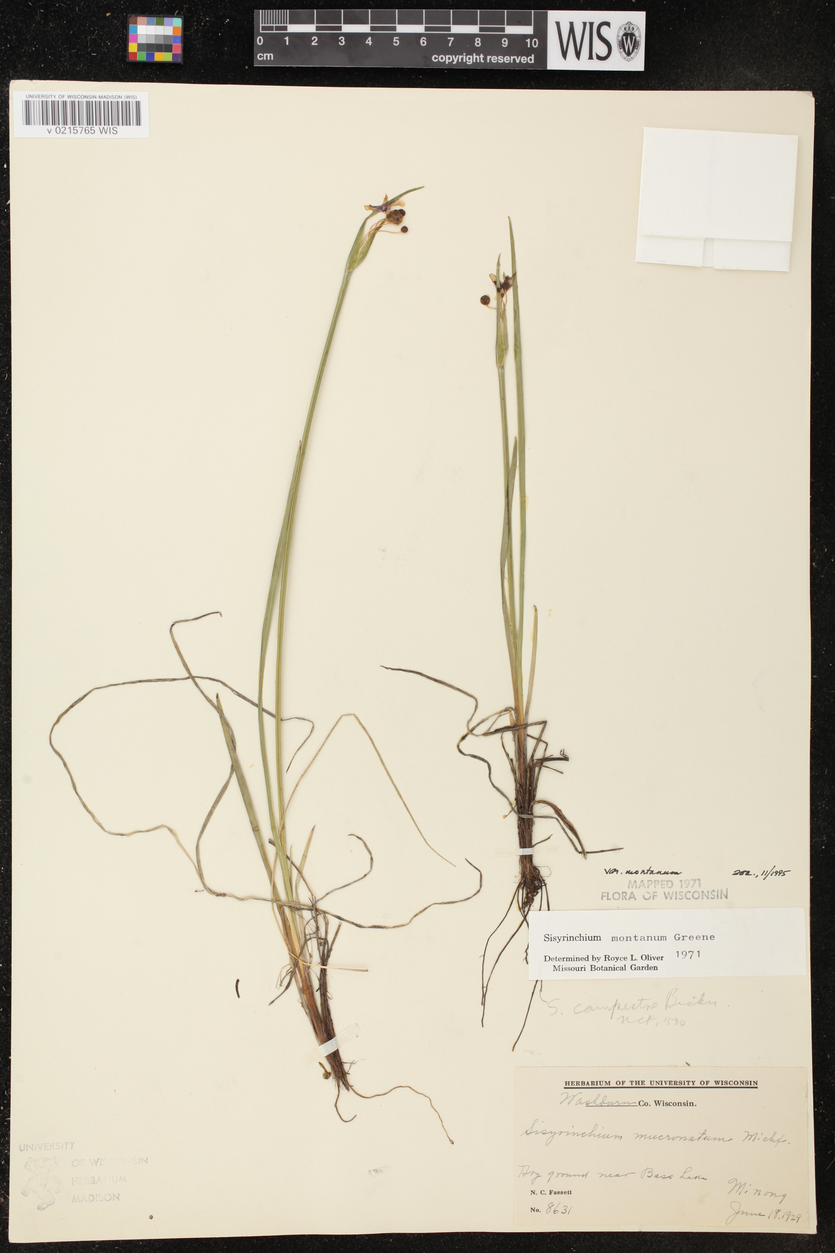 Sisyrinchium montanum image