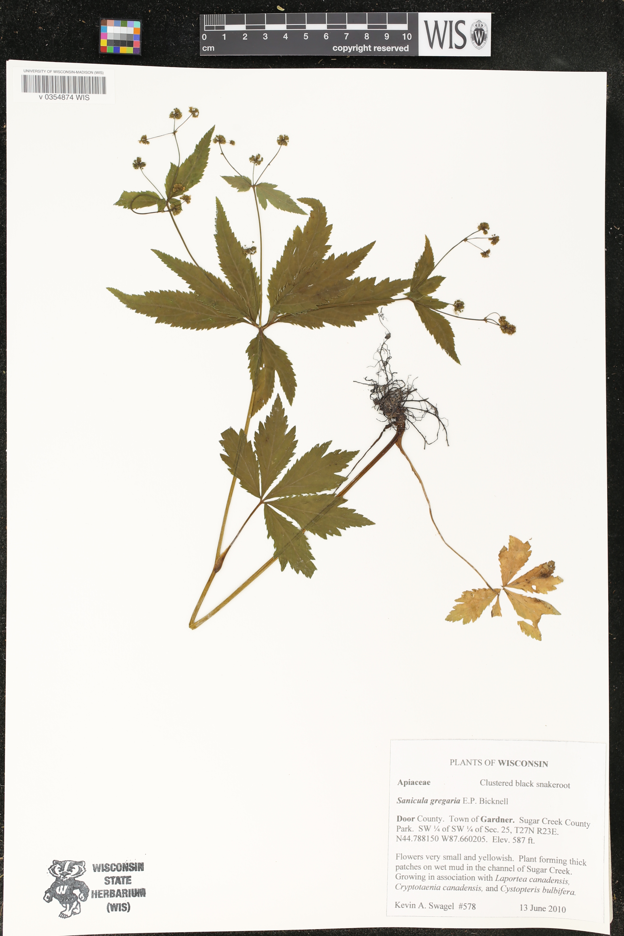 Sanicula odorata image