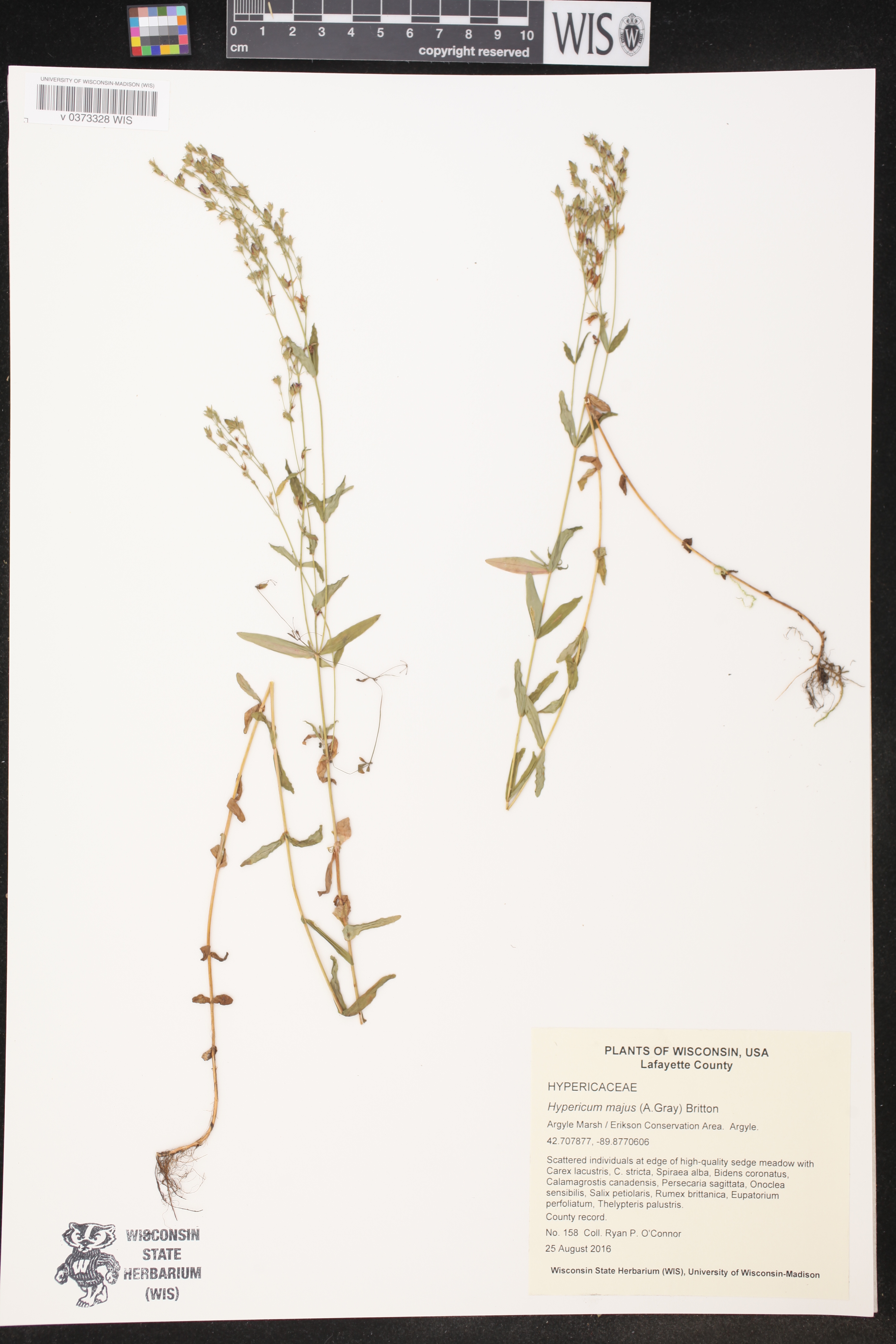 Hypericum majus image