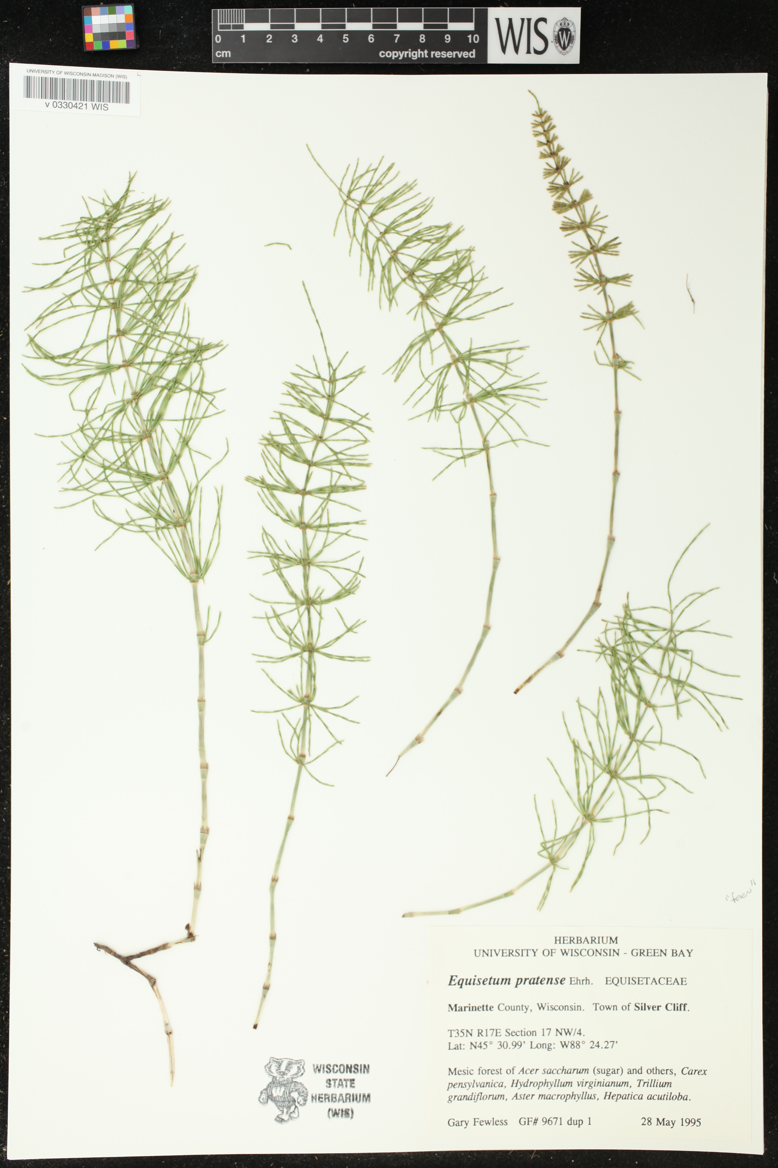 Equisetum pratense image