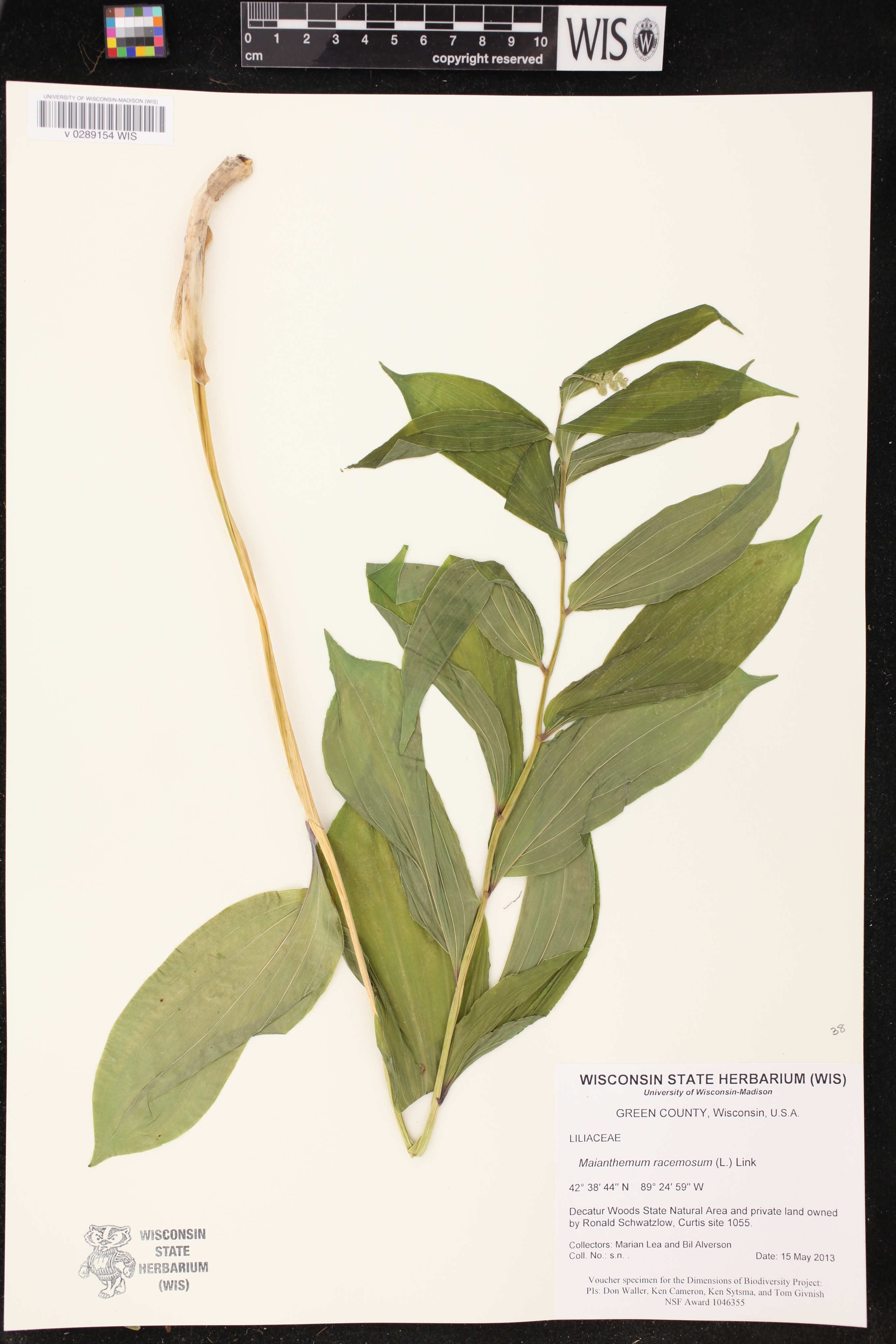 Maianthemum racemosum image