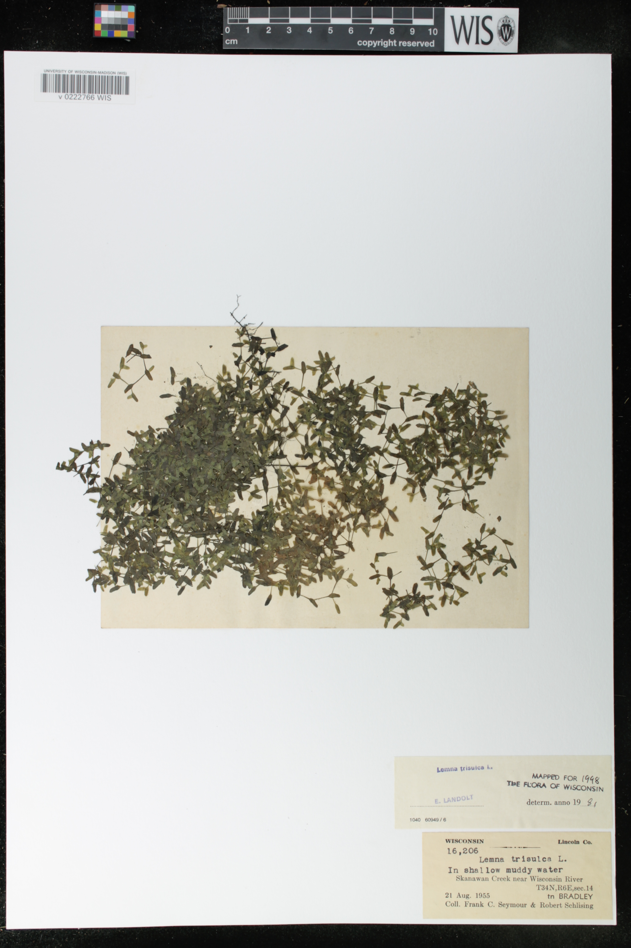 Lemna trisulca image