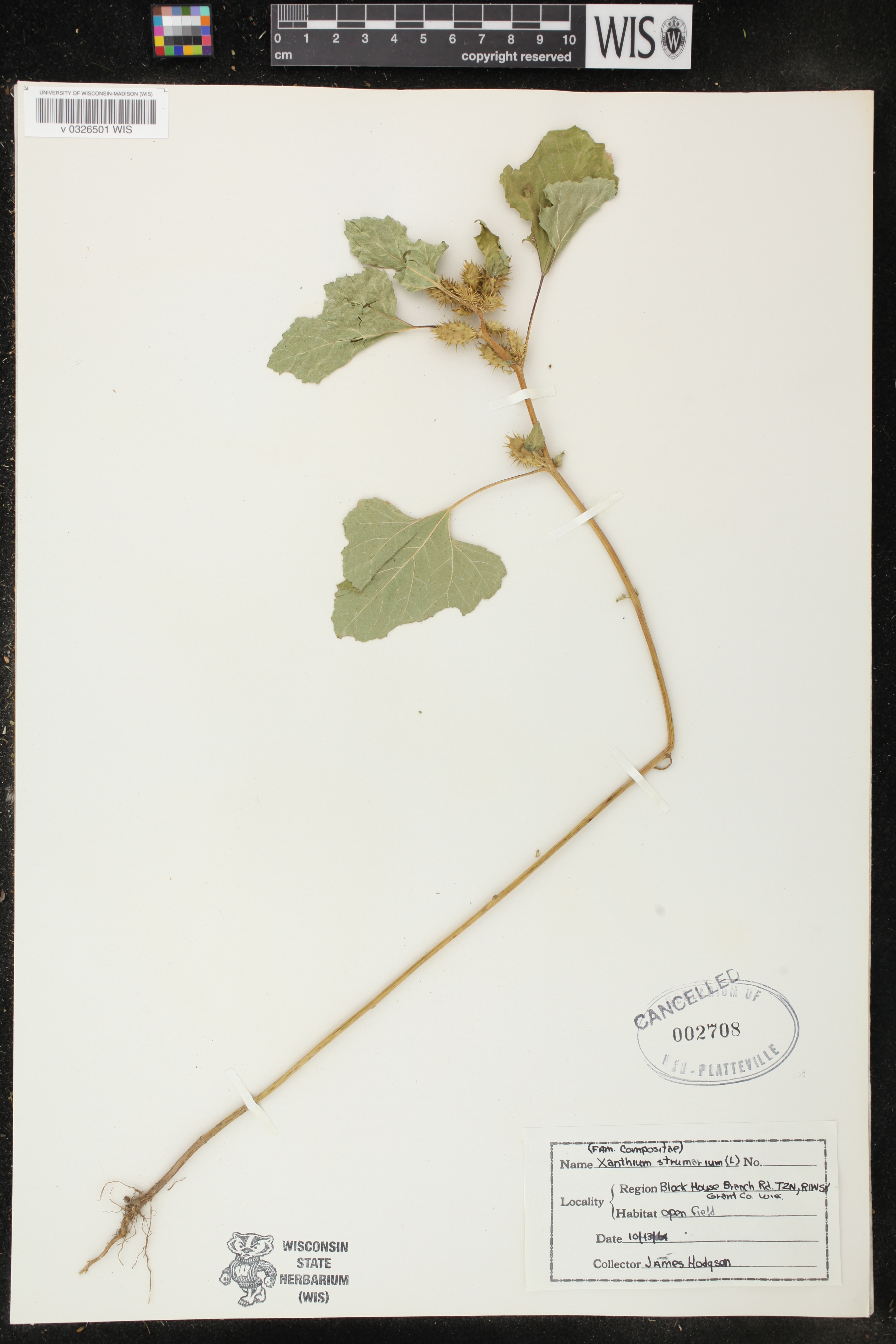 Xanthium strumarium image