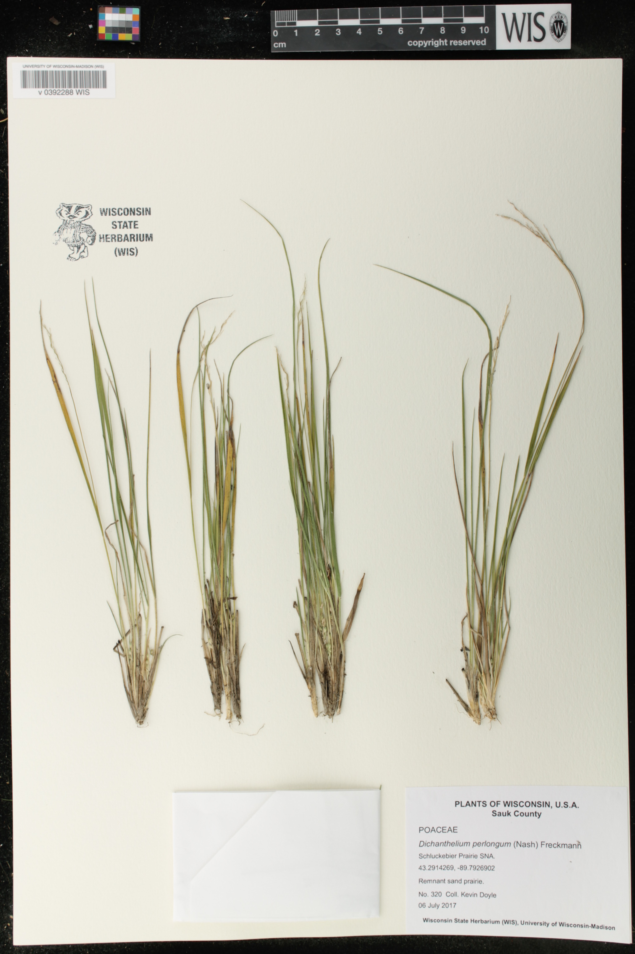 Dichanthelium perlongum image