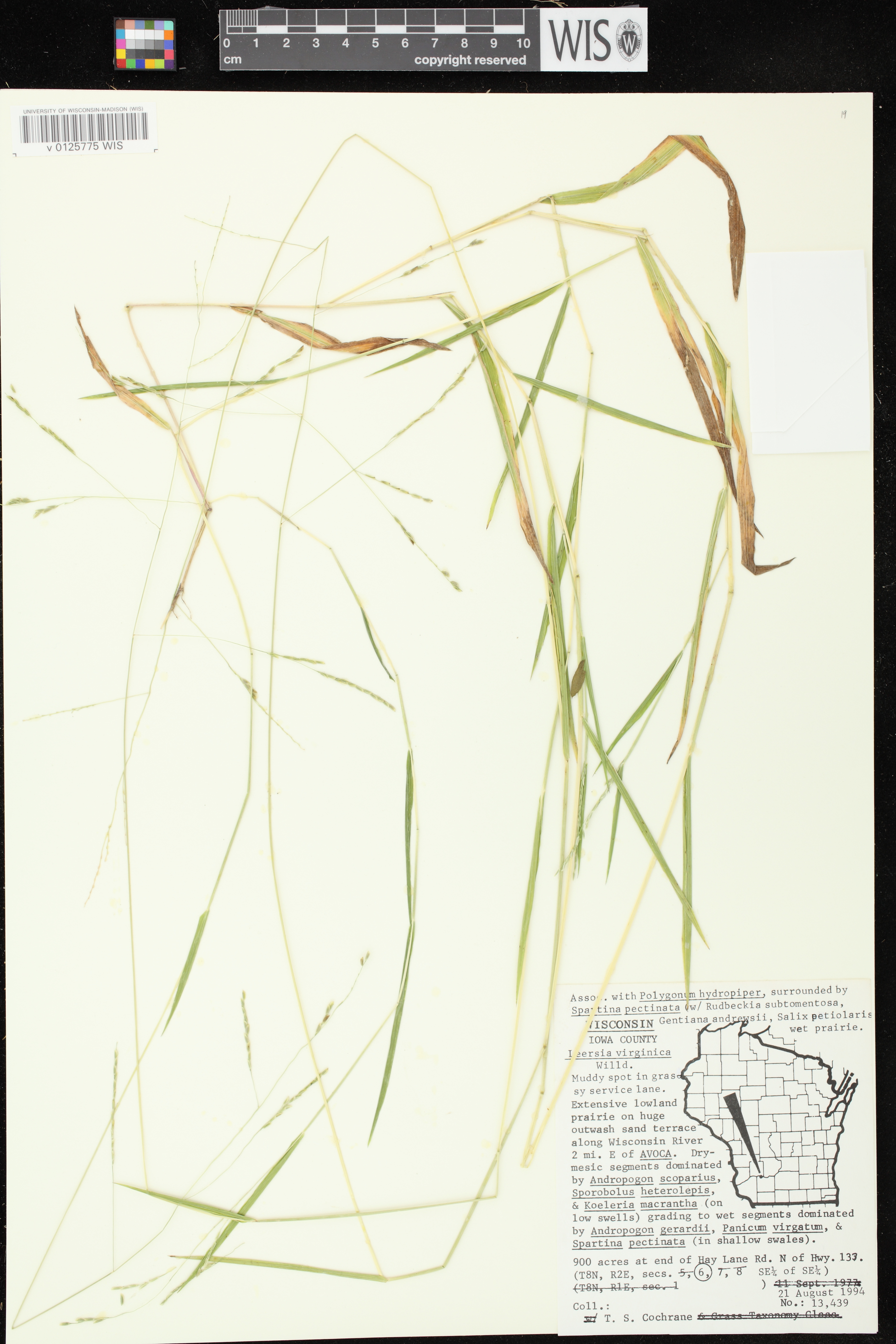 Leersia virginica image