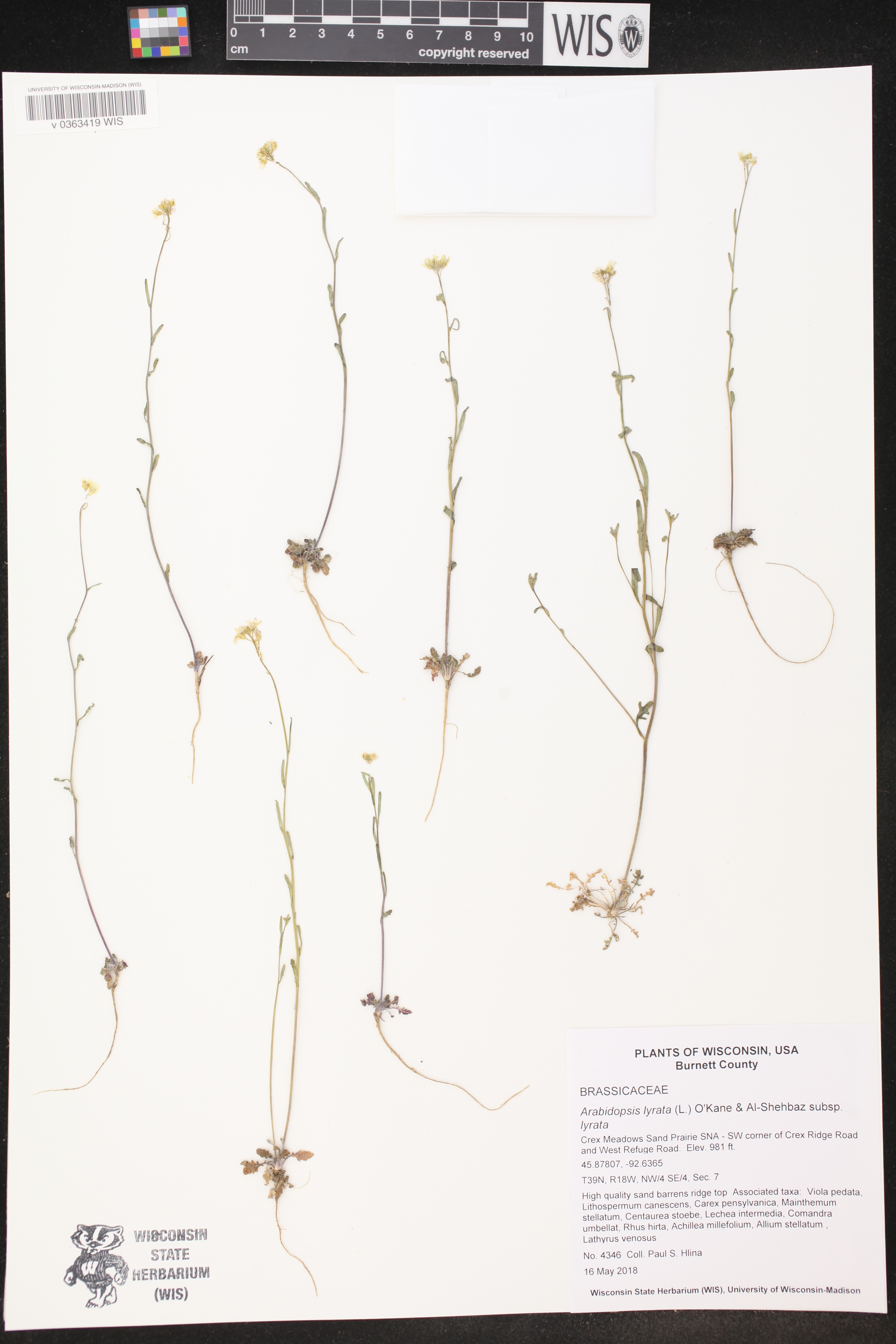 Arabidopsis lyrata subsp. lyrata image