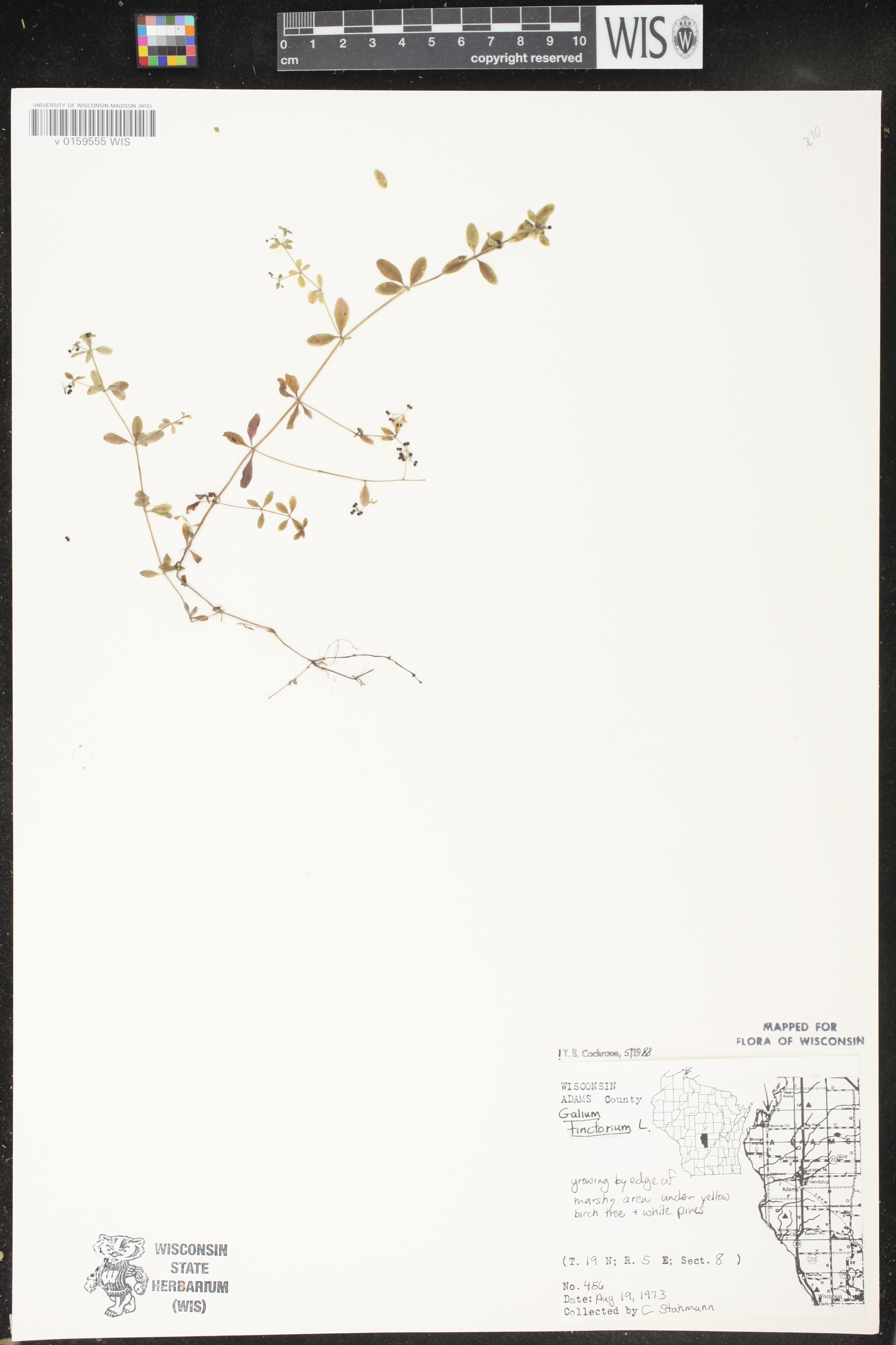 Galium tinctorium image