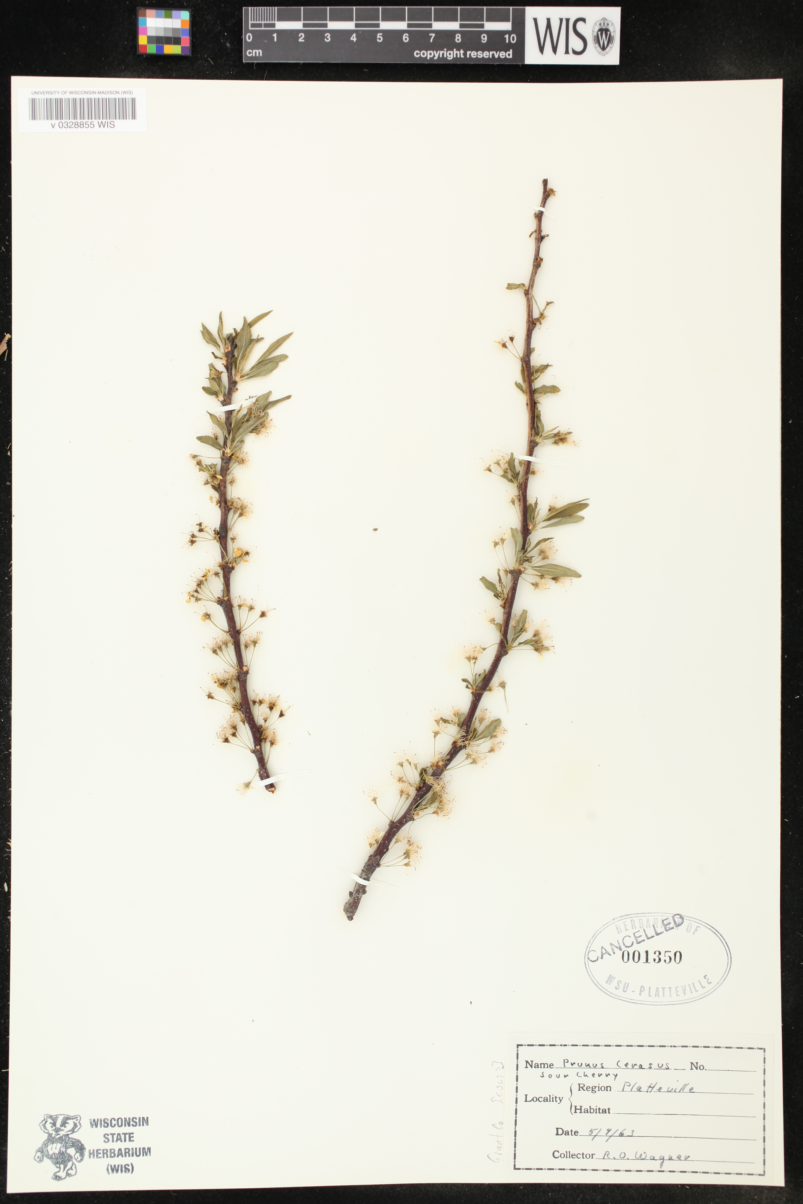 Prunus nigra image
