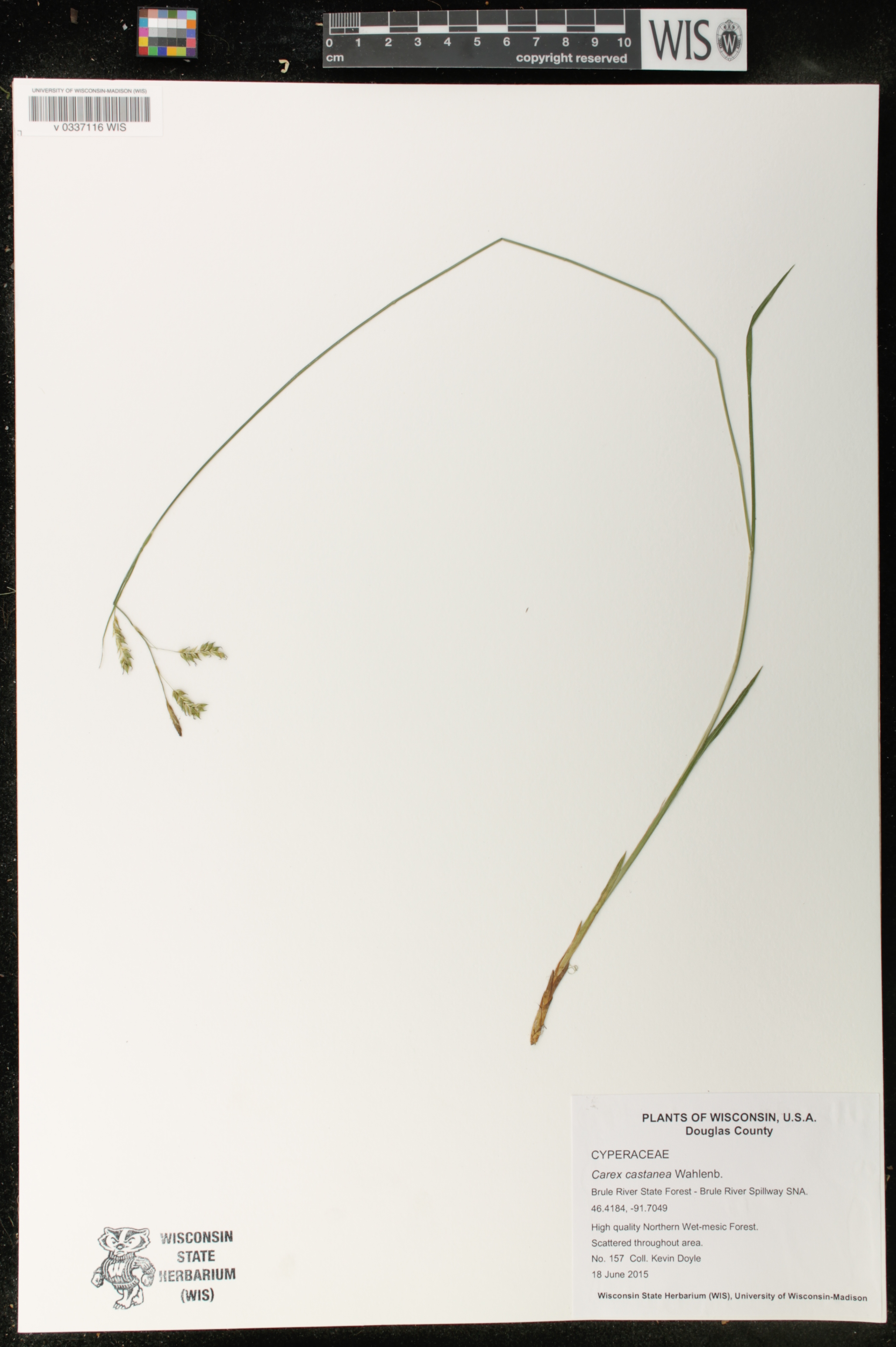 Carex castanea image
